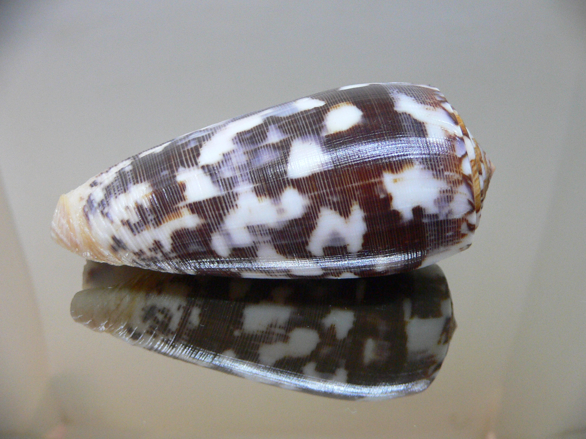 Conus striatus VERY DARK