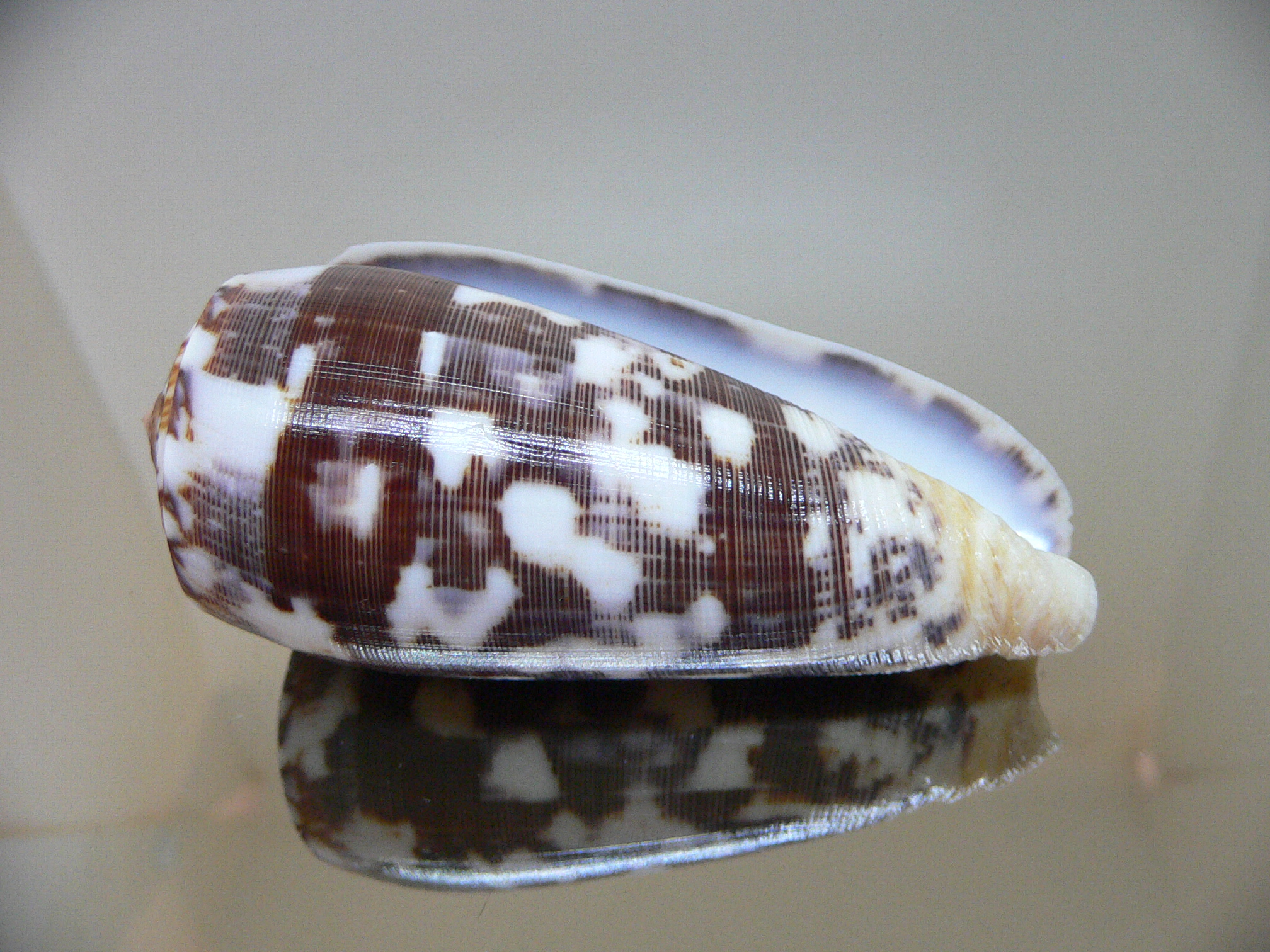 Conus striatus VERY DARK