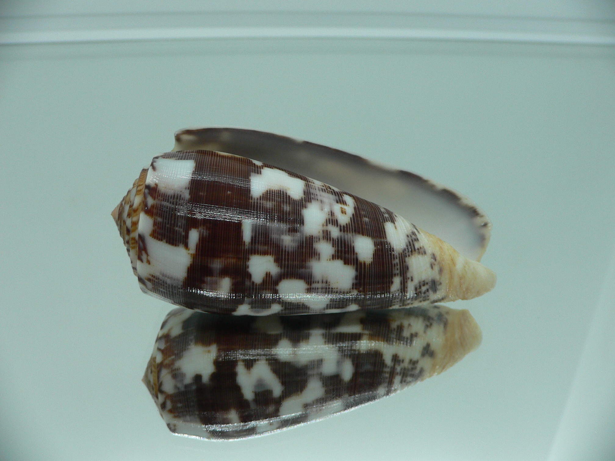 Conus striatus VERY DARK