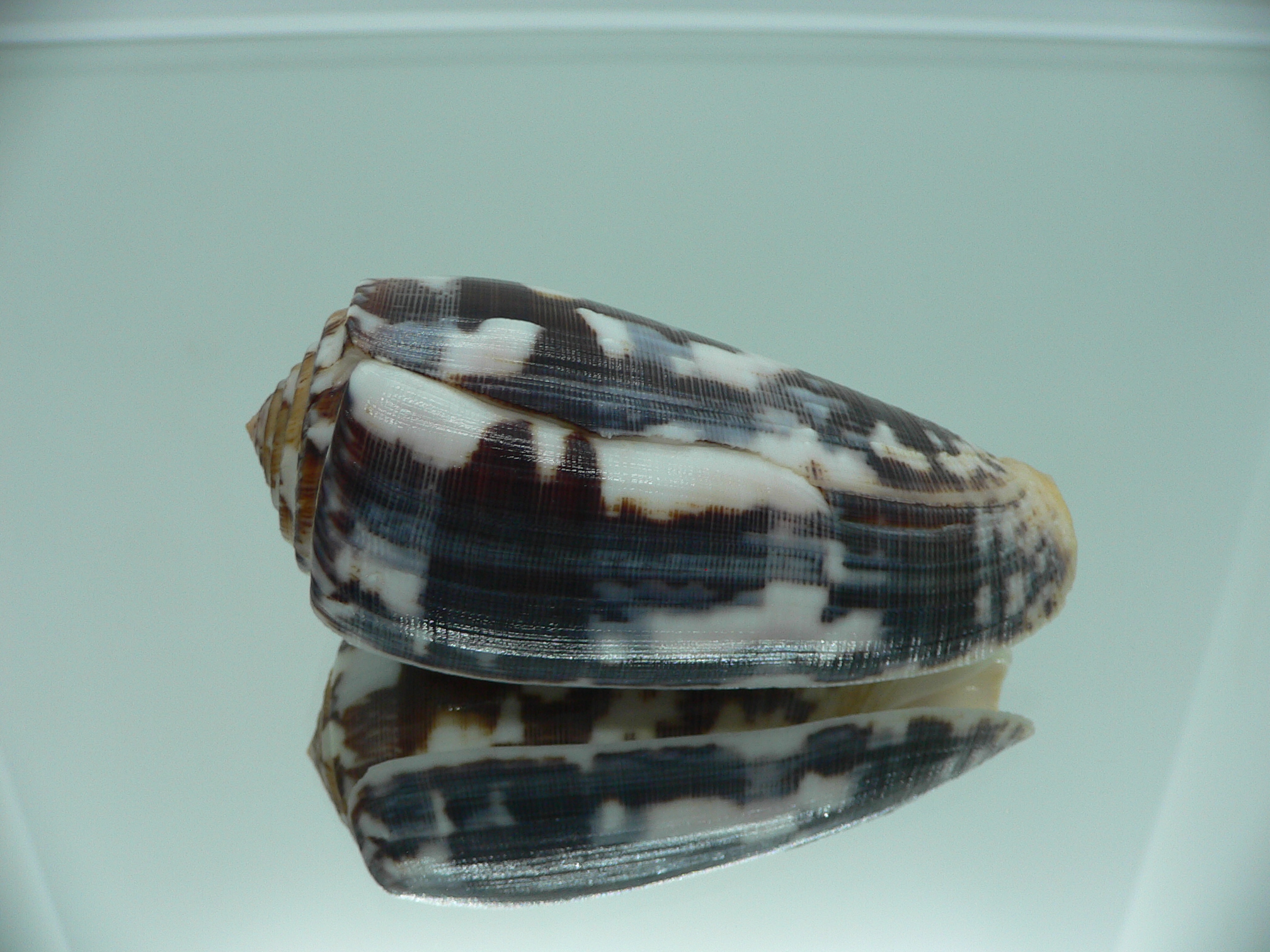 Conus striatus VERY DARK