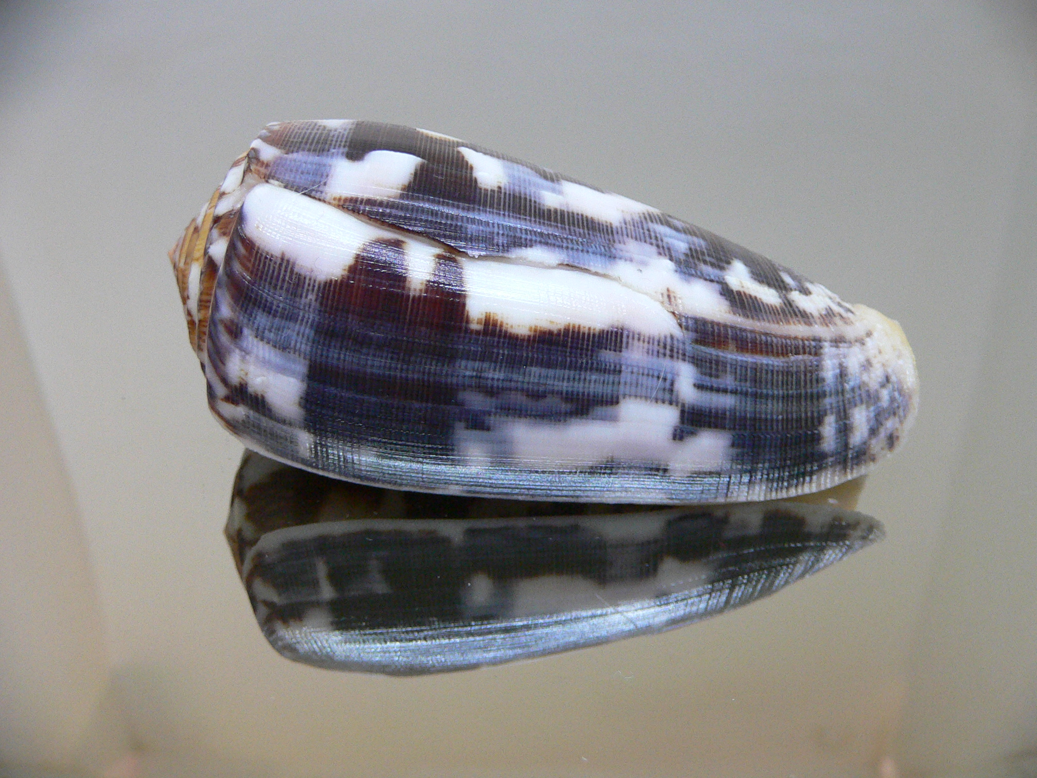 Conus striatus VERY DARK