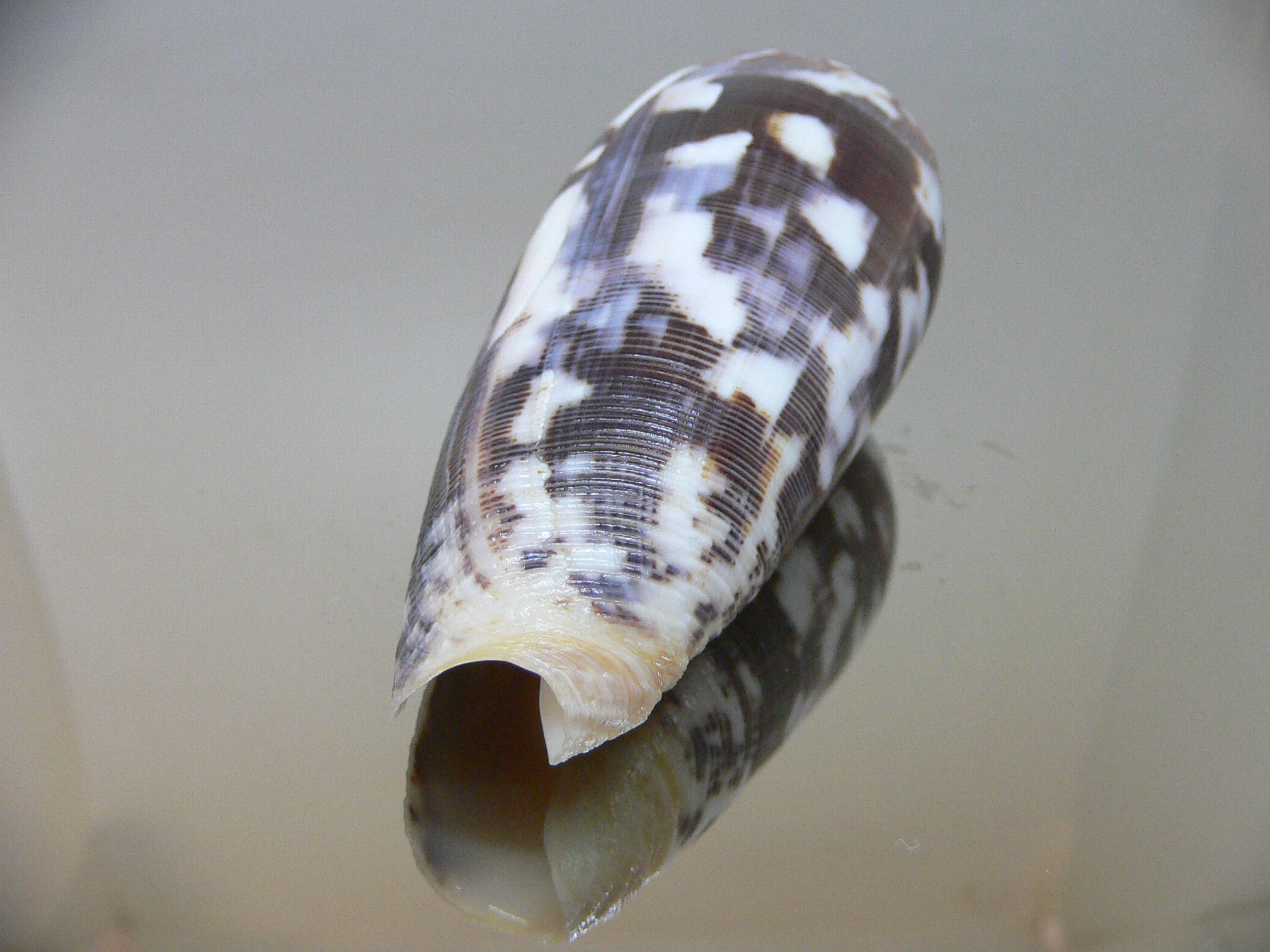 Conus striatus VERY DARK