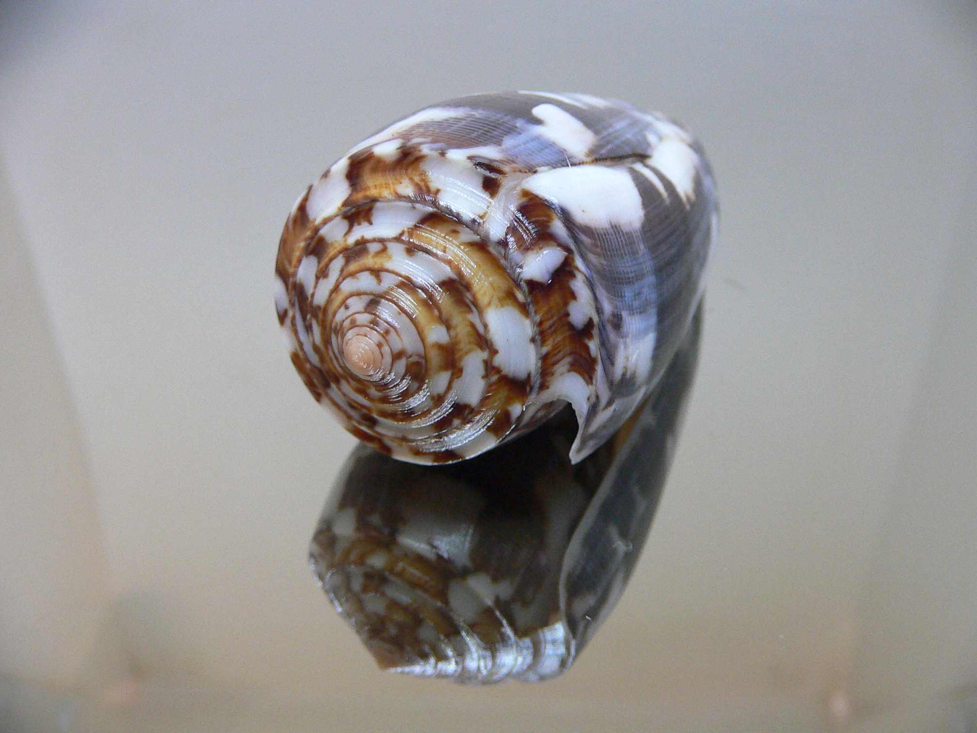 Conus striatus VERY DARK