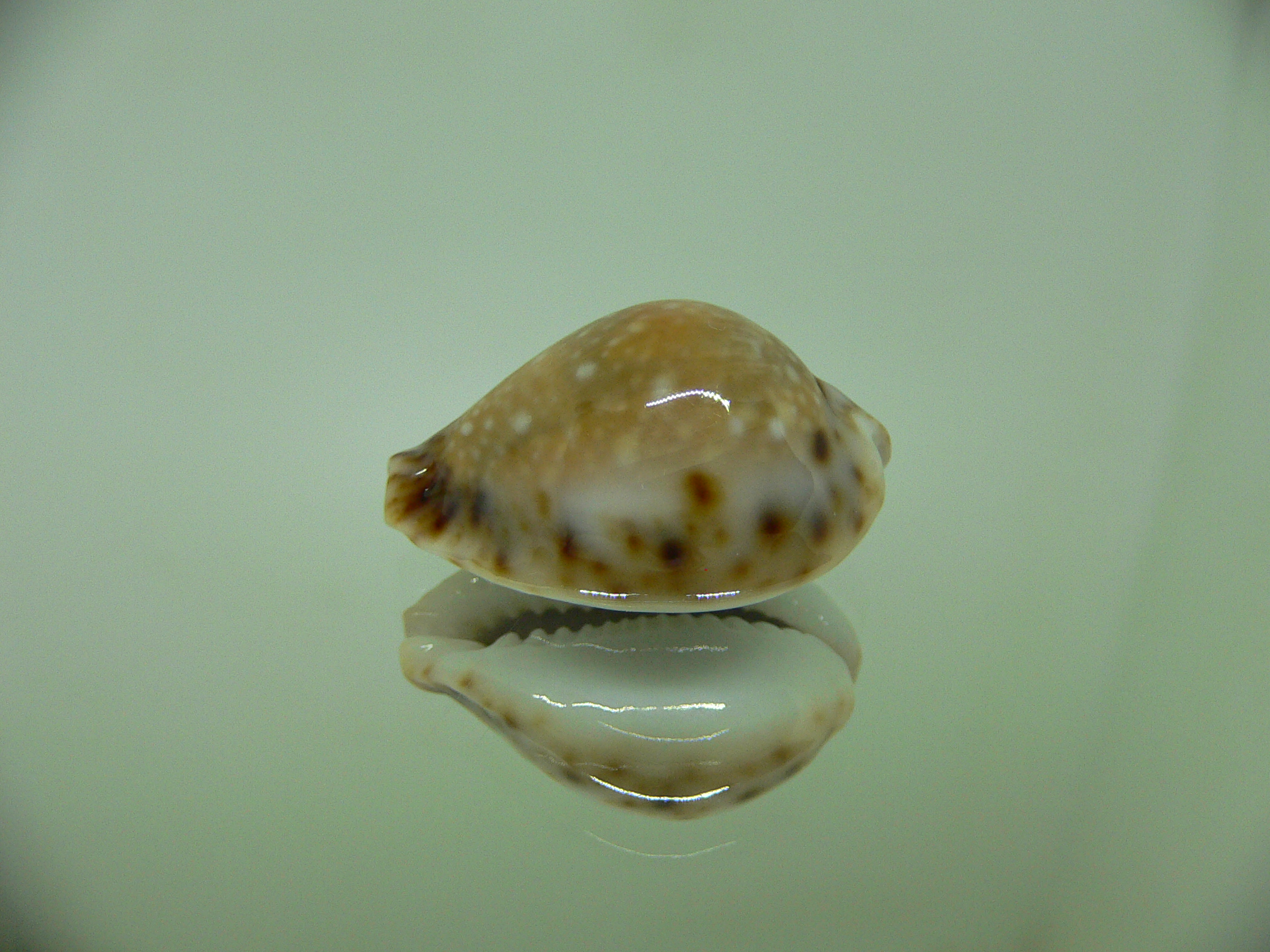 Cypraea lamarckii redimita f. phuketensis (var.) RUSTY