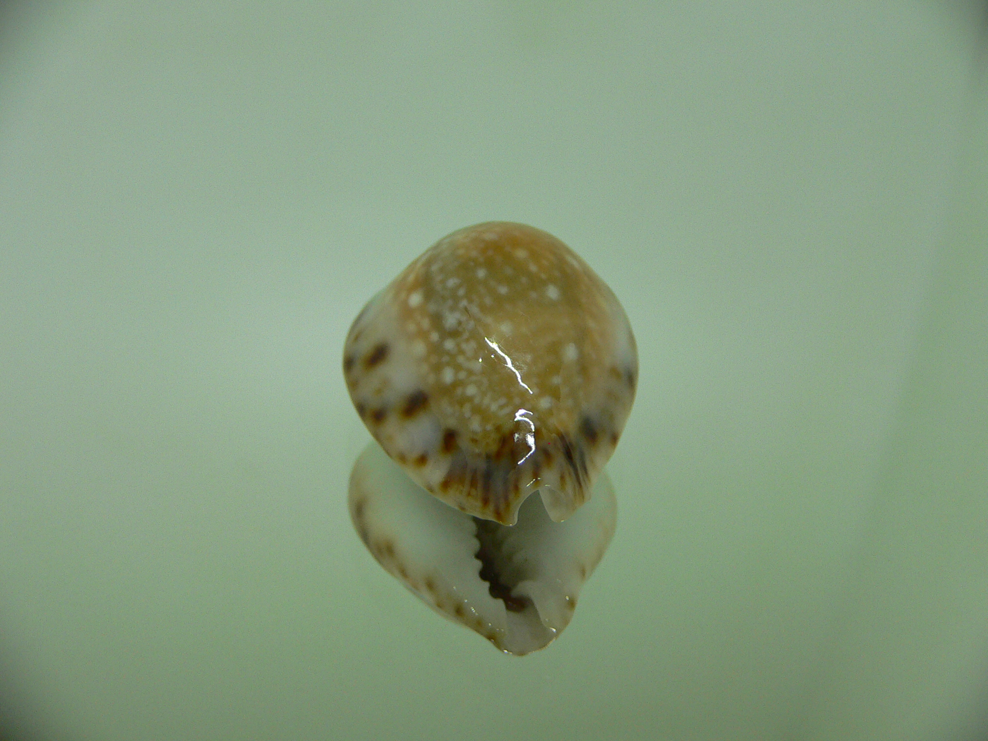 Cypraea lamarckii redimita f. phuketensis (var.) RUSTY