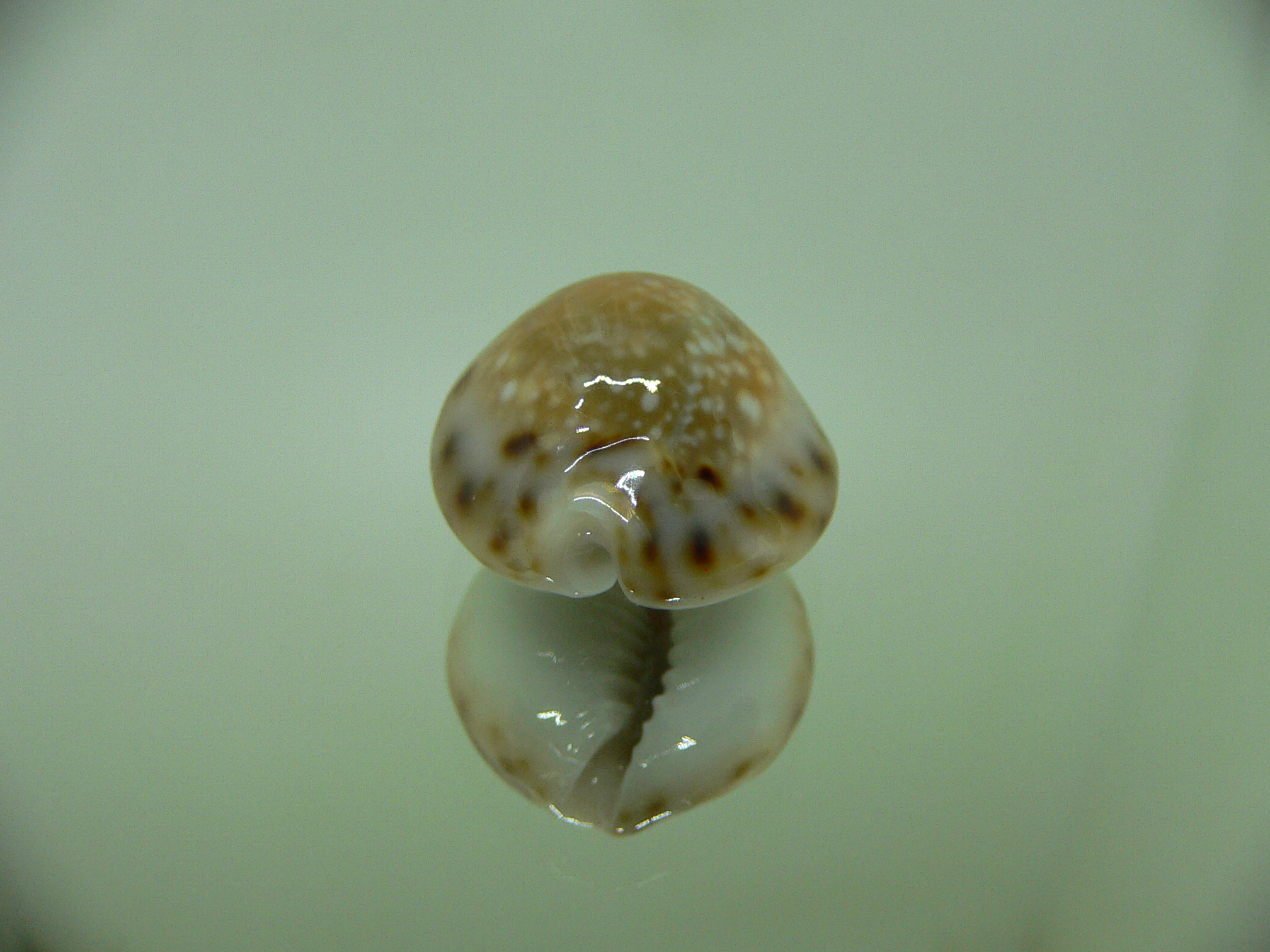 Cypraea lamarckii redimita f. phuketensis (var.) RUSTY