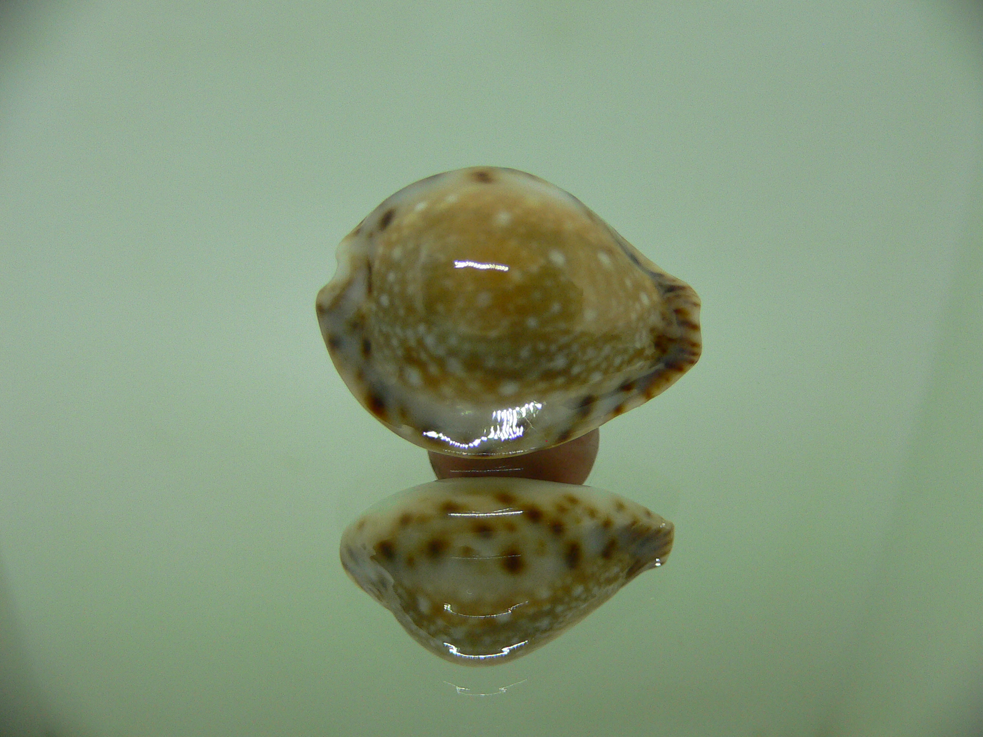 Cypraea lamarckii redimita f. phuketensis (var.) RUSTY