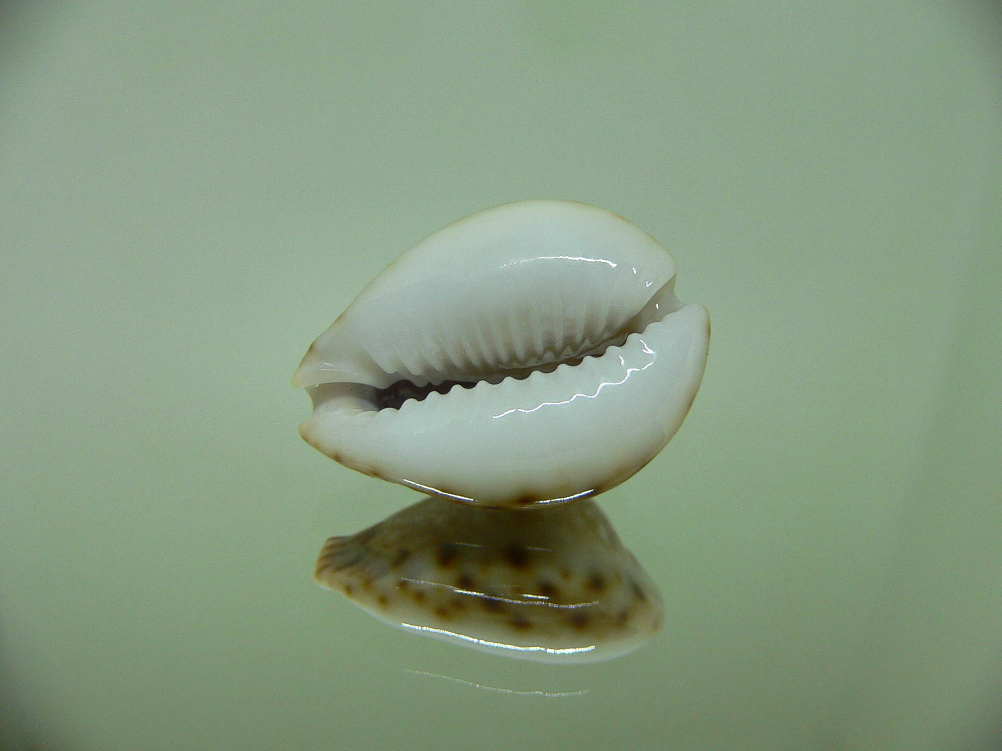 Cypraea lamarckii redimita f. phuketensis (var.) RUSTY