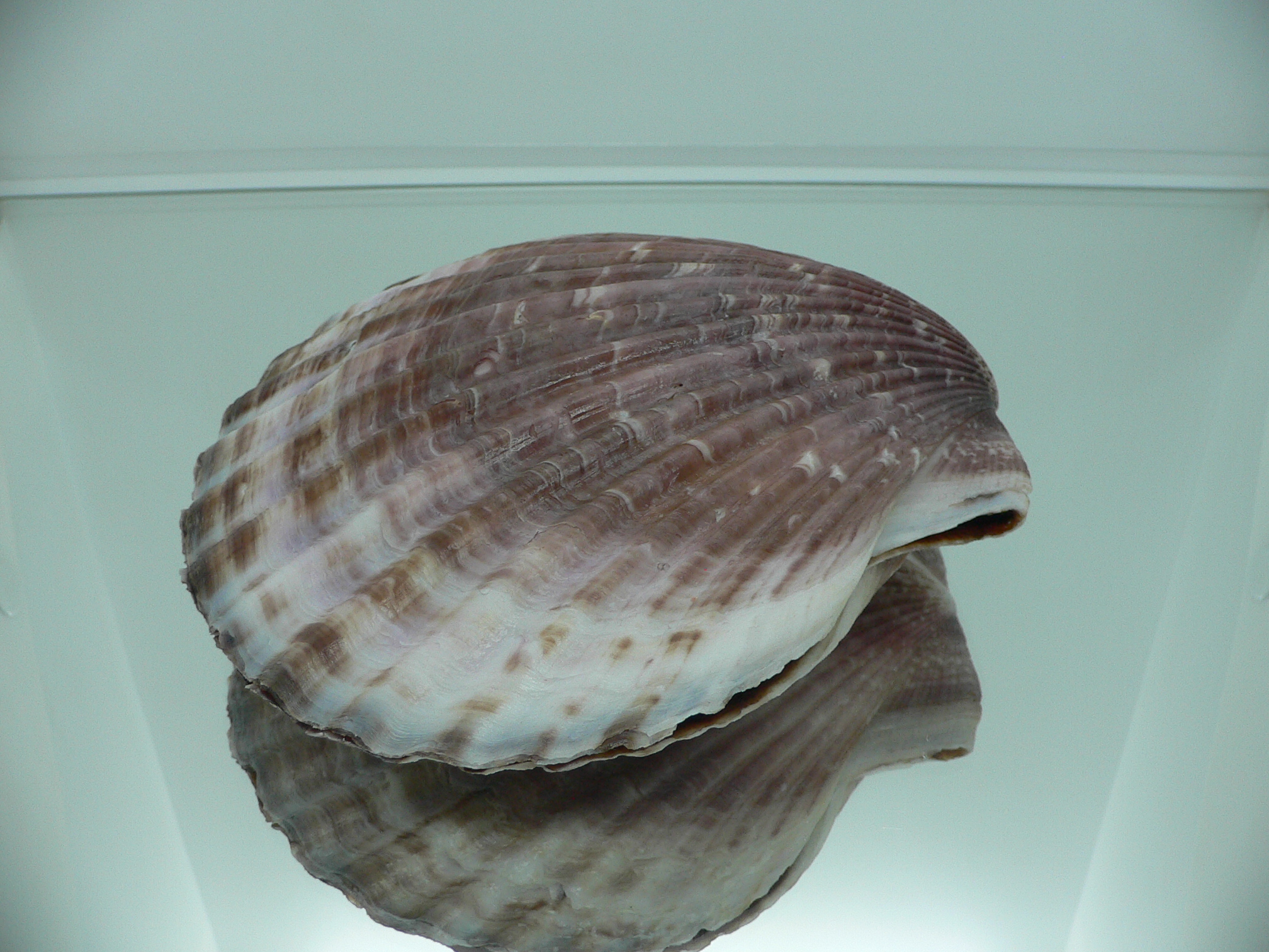 Mimachlamys townsendi BIG 400 gramm