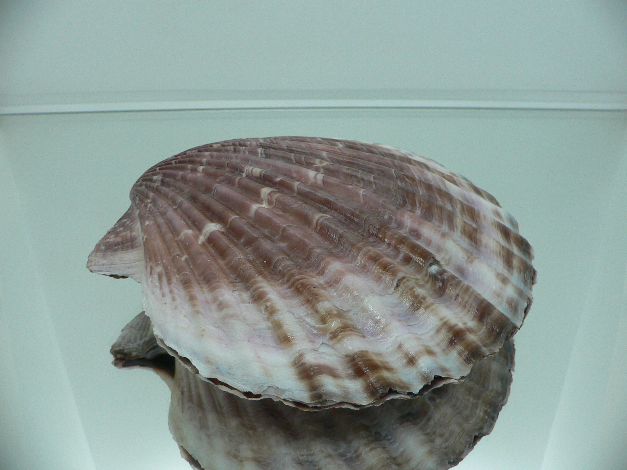 Mimachlamys townsendi BIG 400 gramm