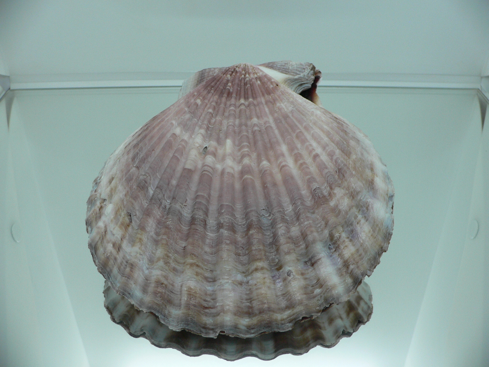 Mimachlamys townsendi BIG 400 gramm