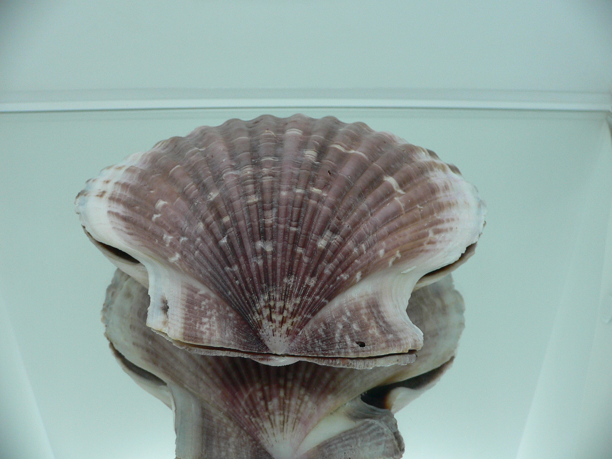 Mimachlamys townsendi BIG 400 gramm