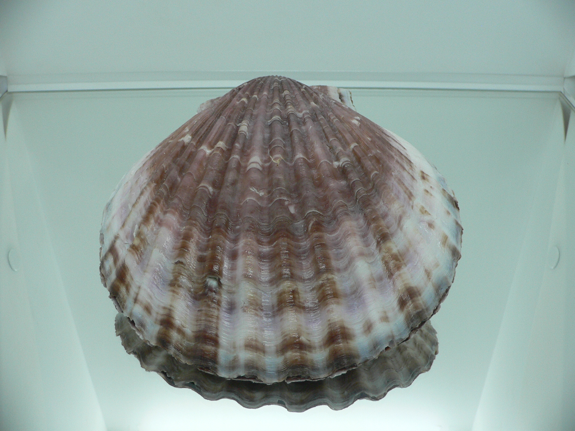 Mimachlamys townsendi BIG 400 gramm
