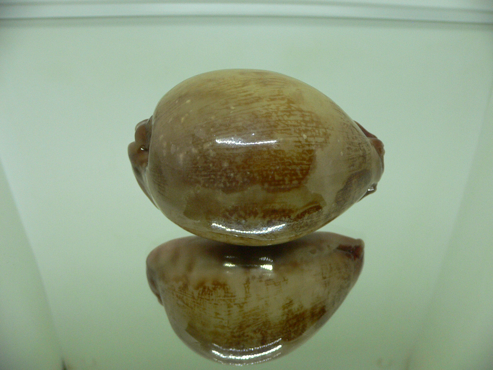 Cypraea mappa SP. UNUSUAL