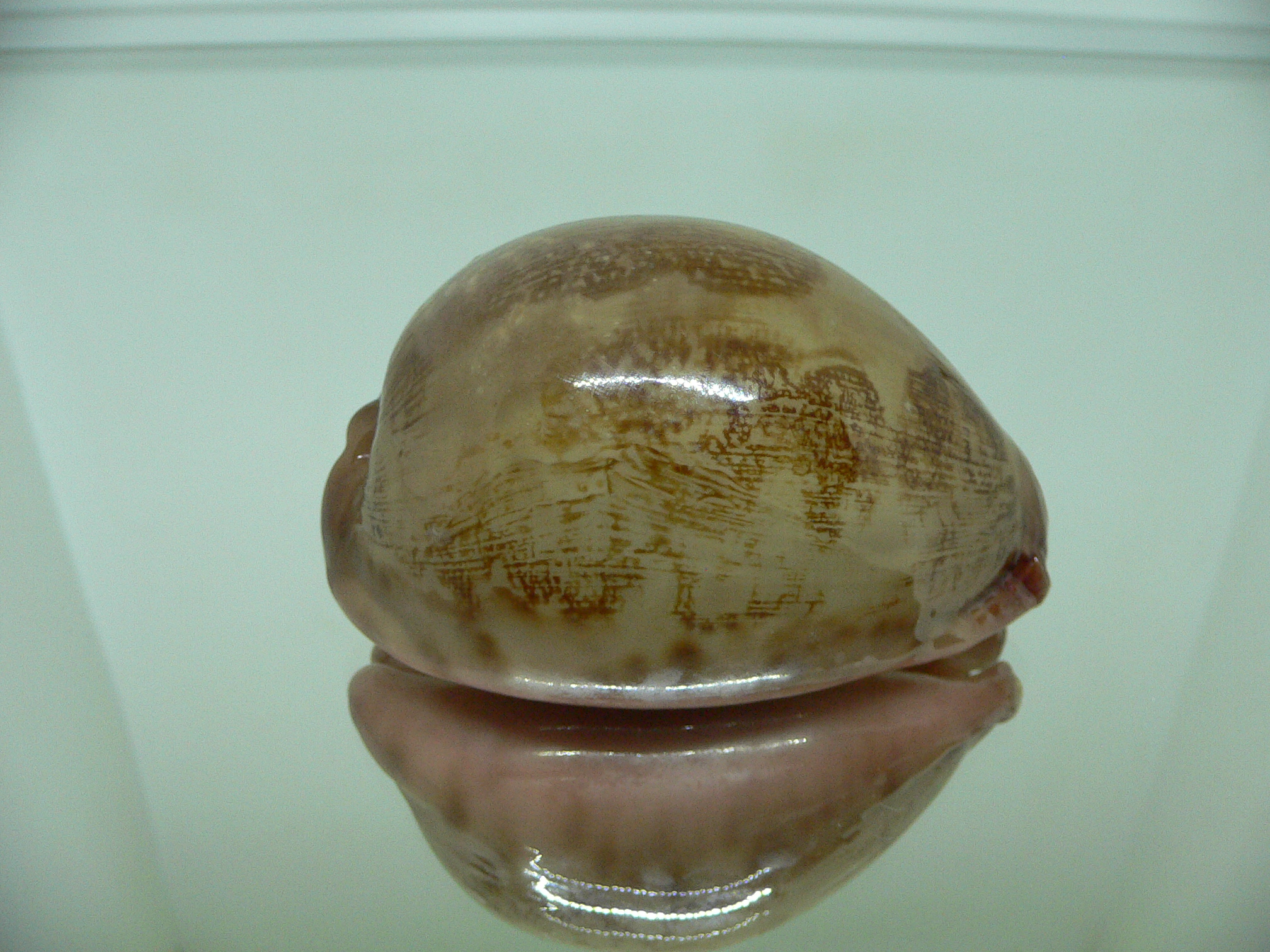 Cypraea mappa SP. UNUSUAL