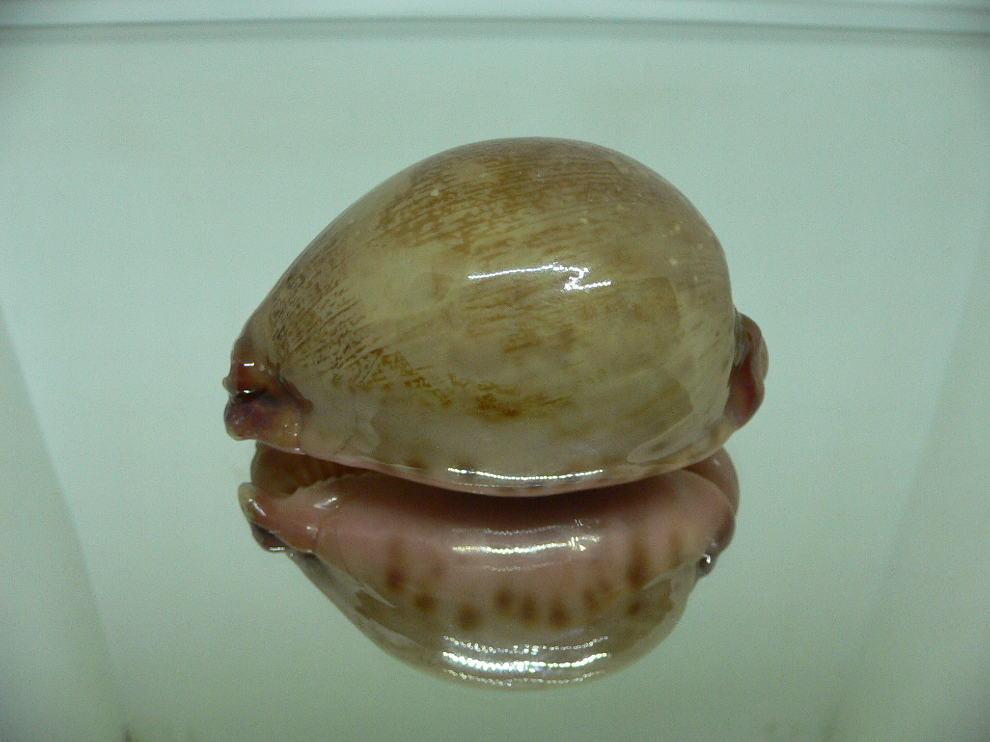 Cypraea mappa SP. UNUSUAL