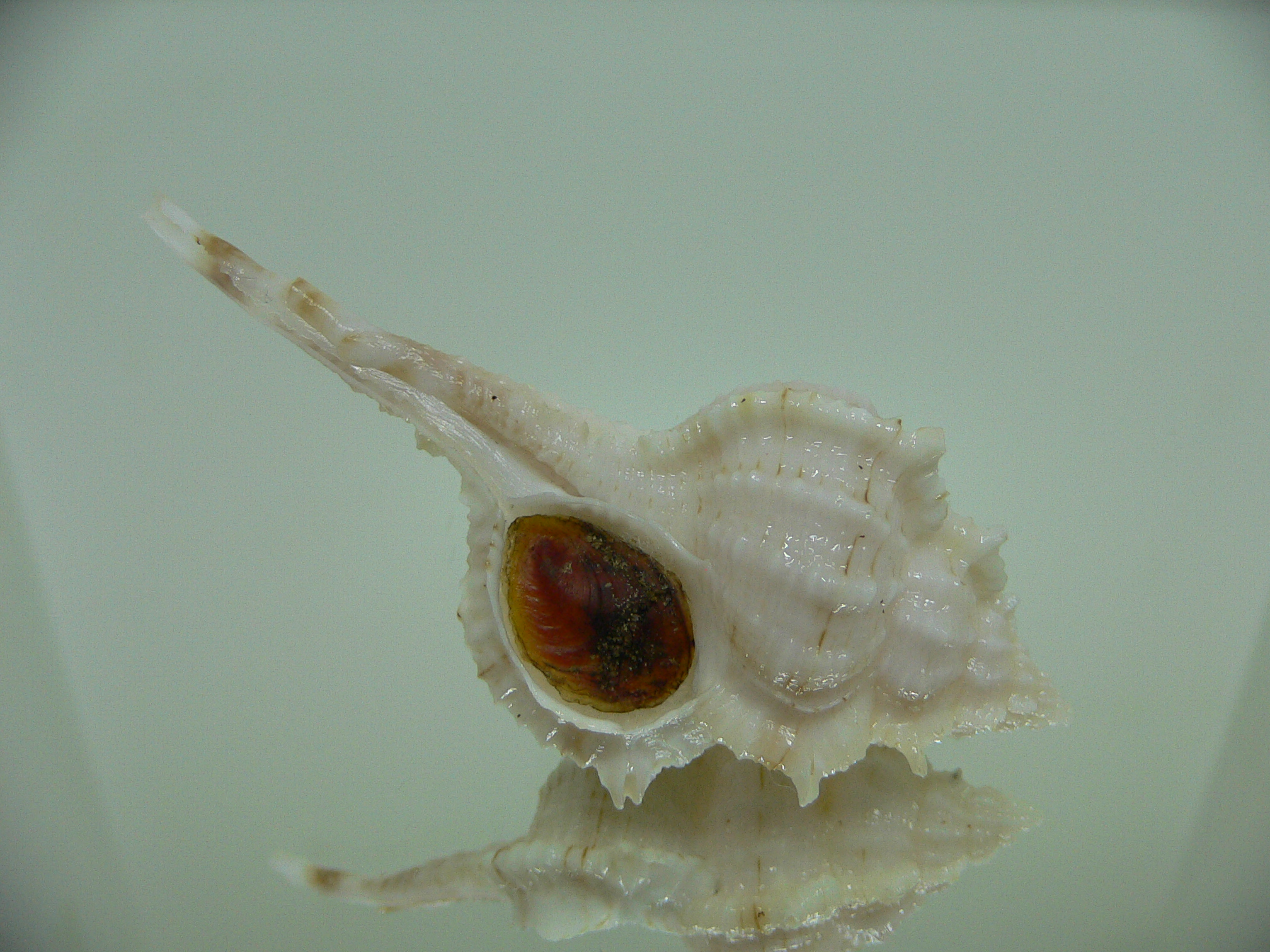Vokesimurex kiiensis LIGHT