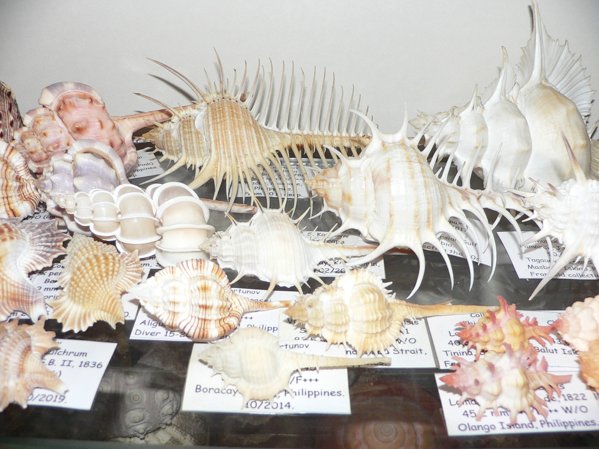 Vokesimurex kiiensis LIGHT