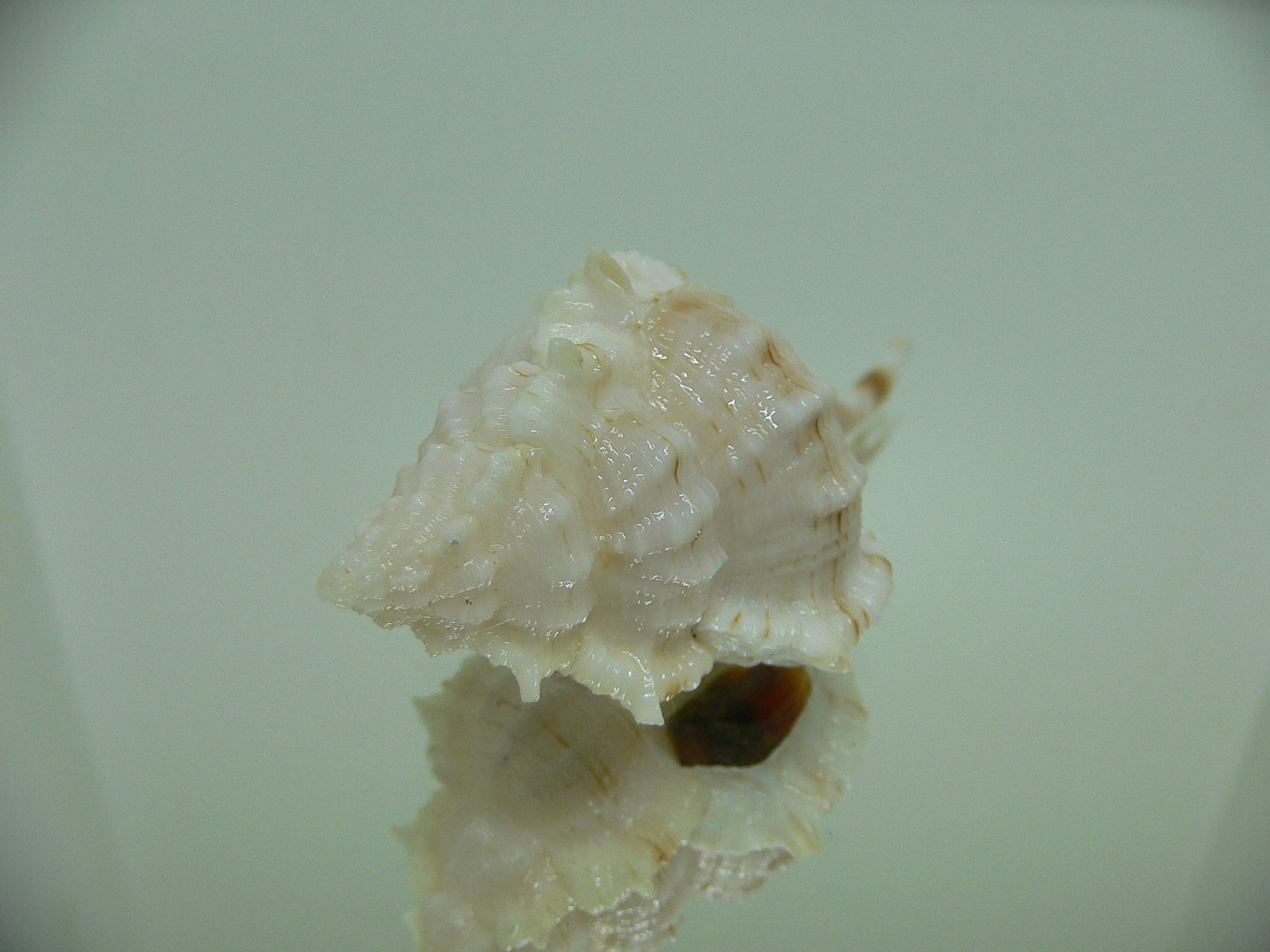 Vokesimurex kiiensis LIGHT
