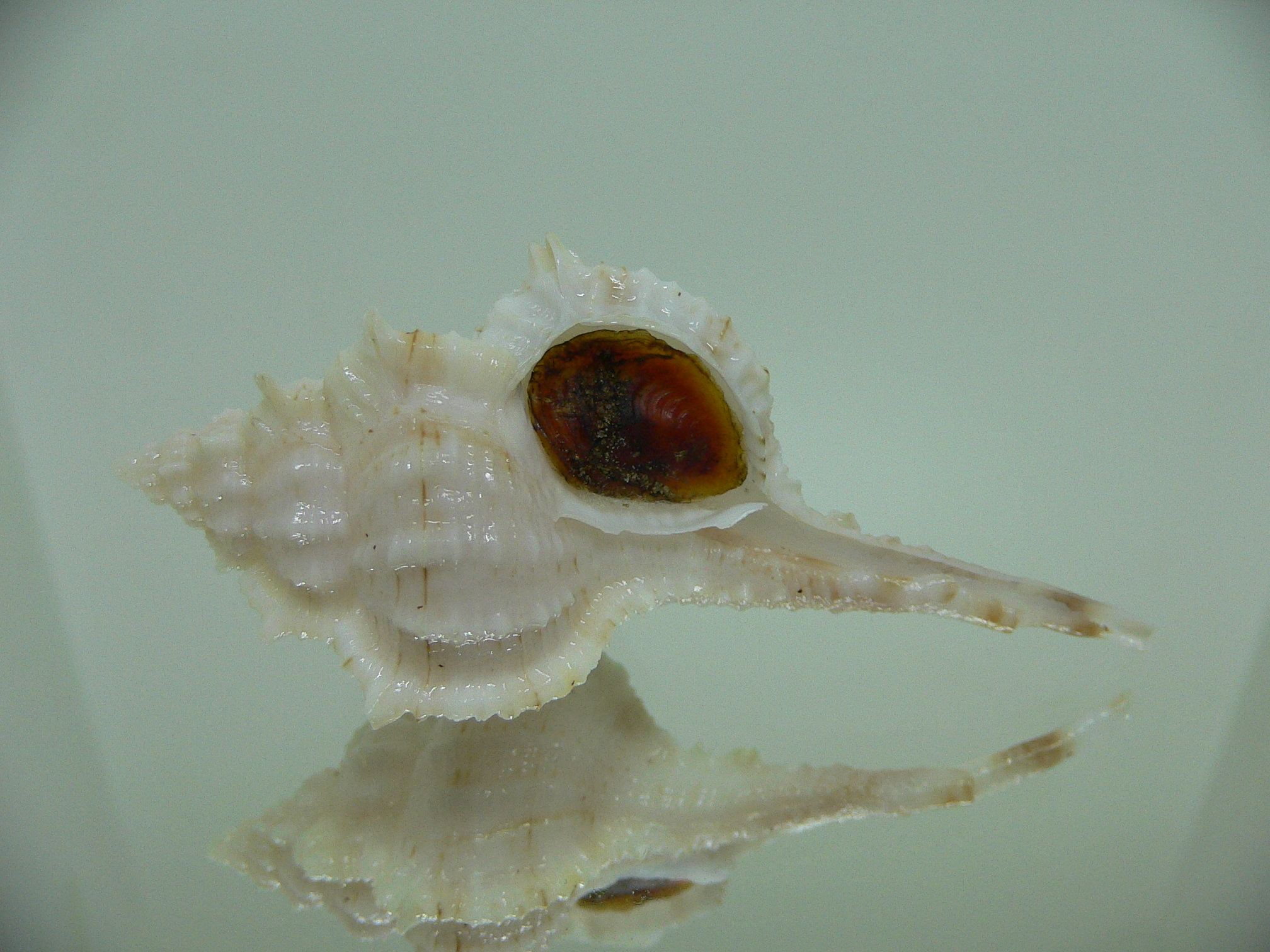 Vokesimurex kiiensis LIGHT
