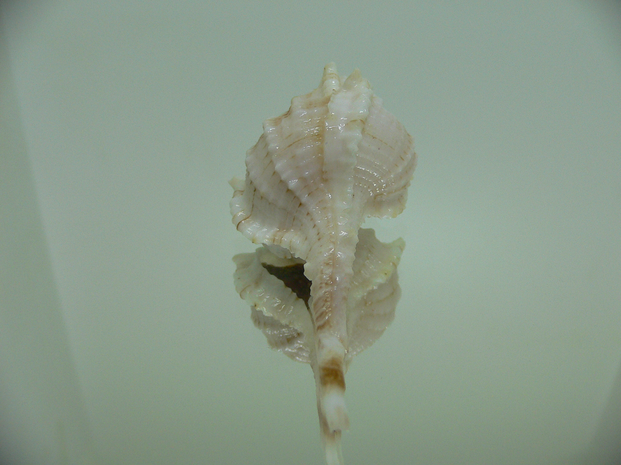 Vokesimurex kiiensis LIGHT