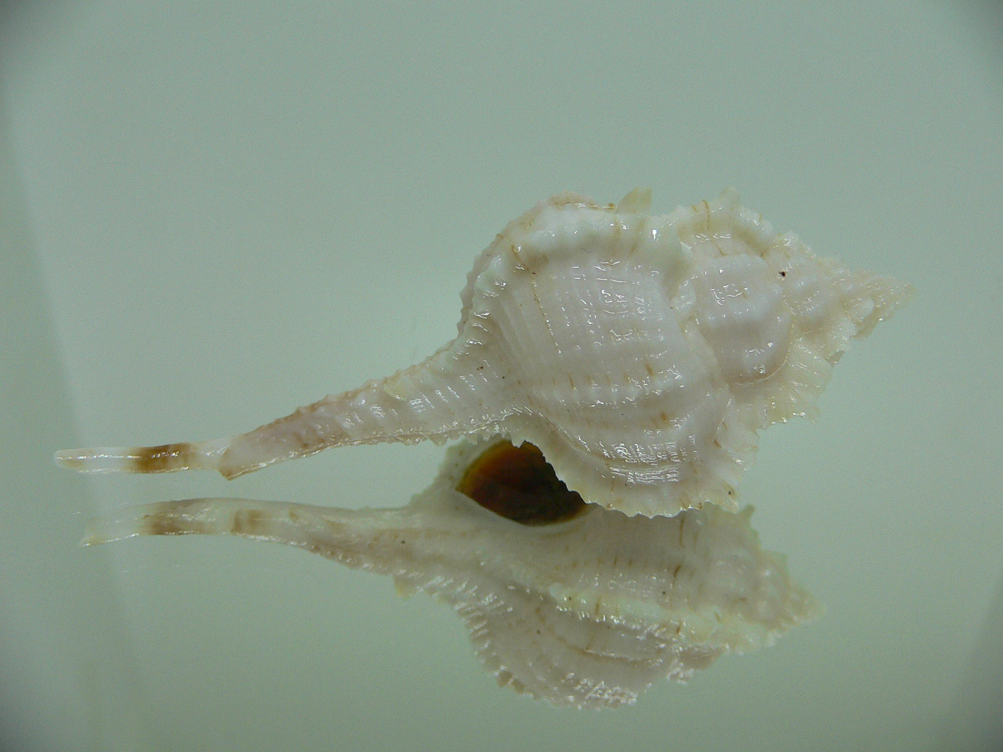 Vokesimurex kiiensis LIGHT