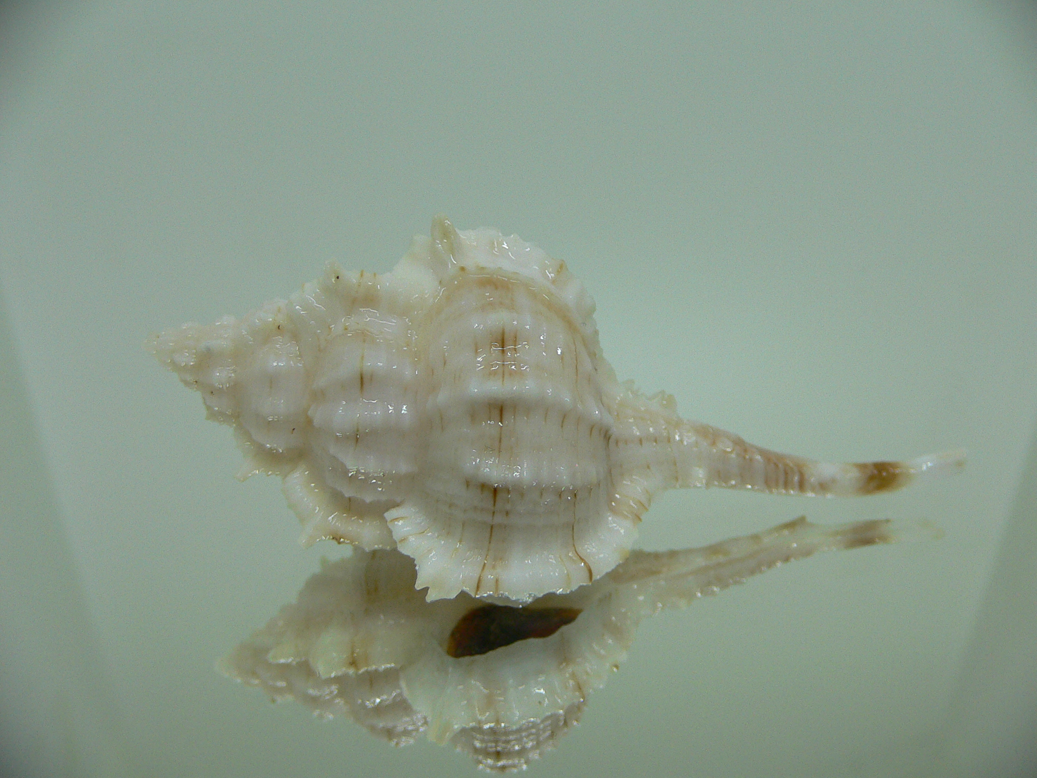 Vokesimurex kiiensis LIGHT