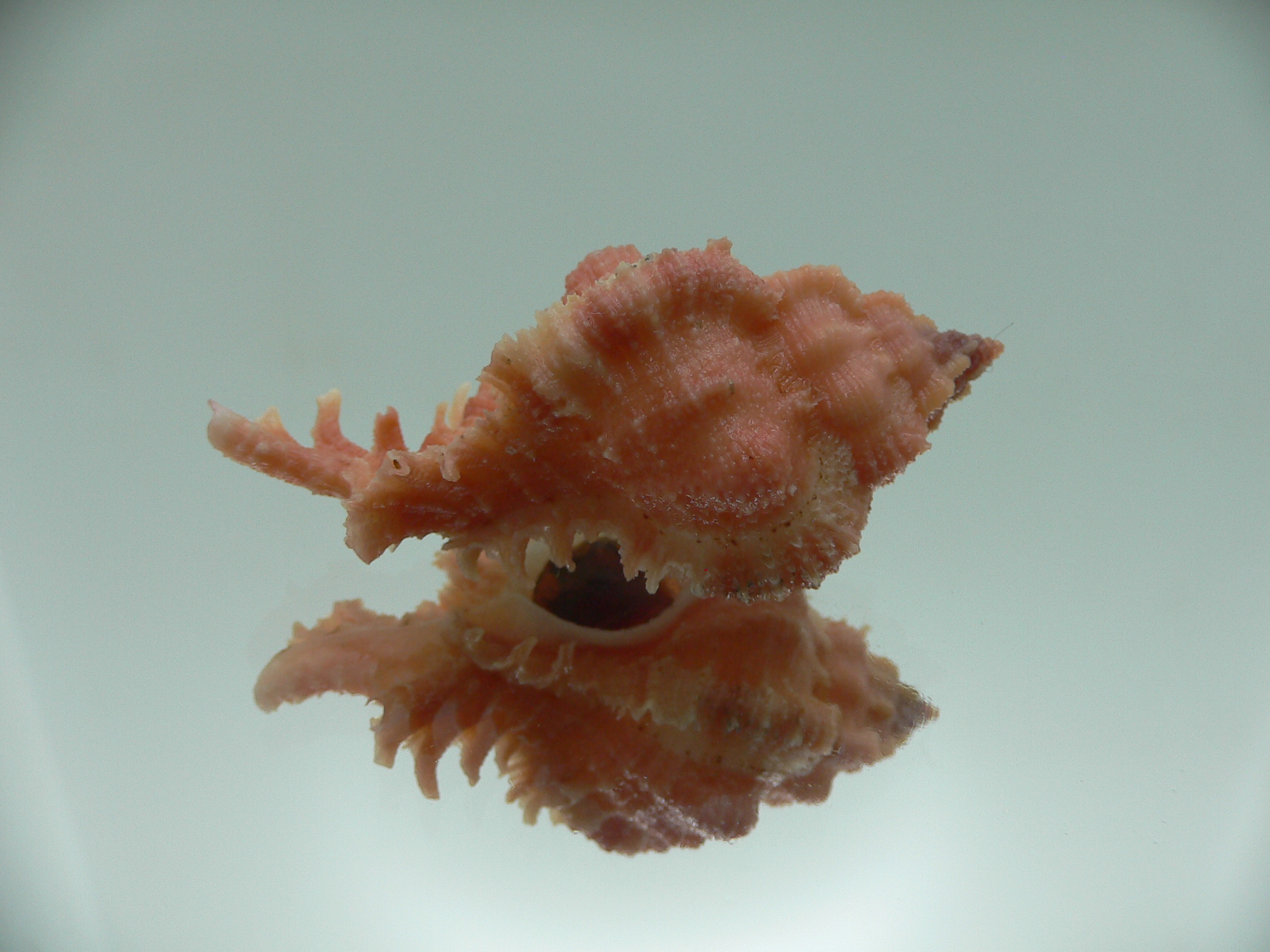 Chicomurex gloriosus PINK