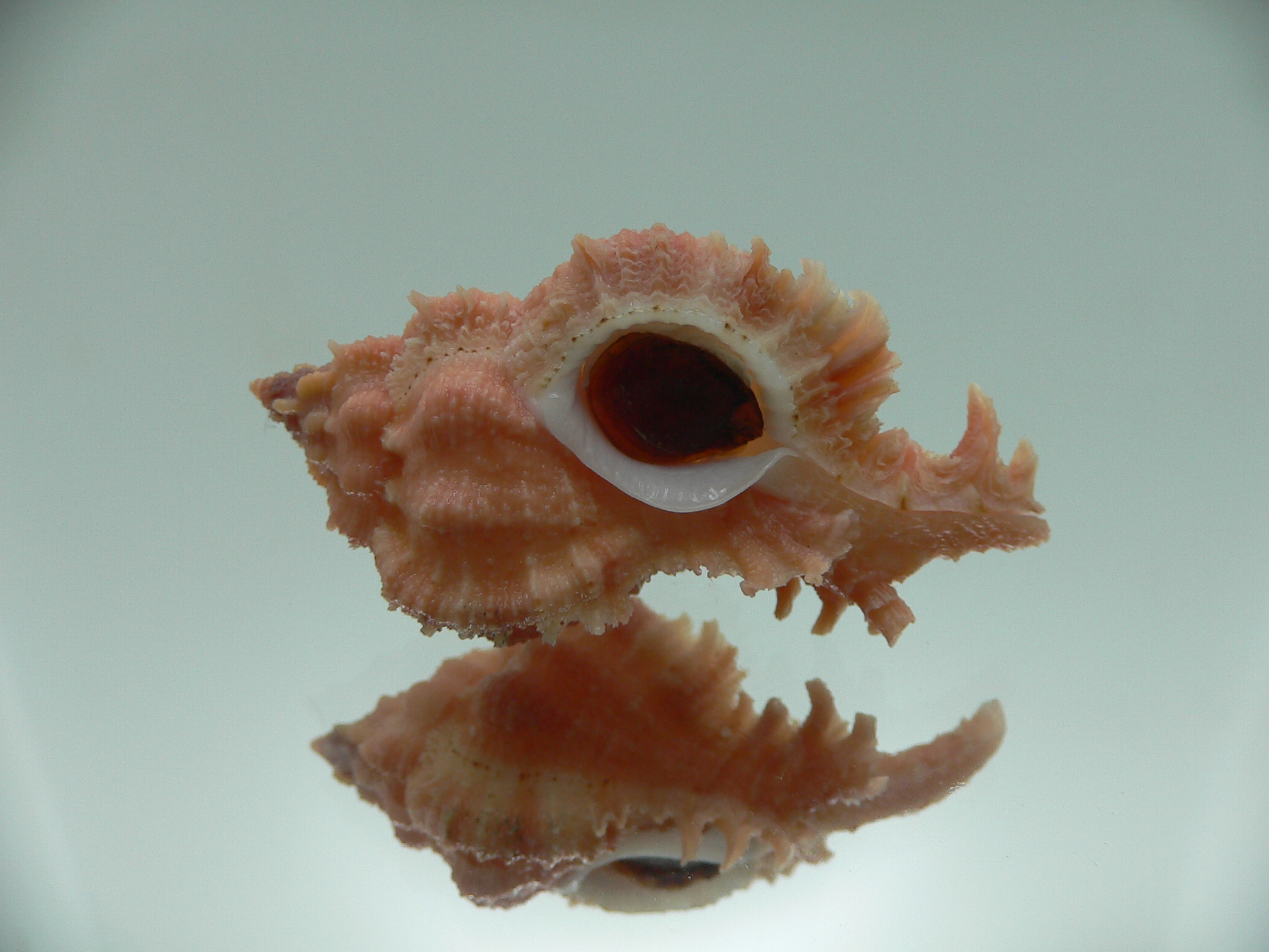 Chicomurex gloriosus PINK