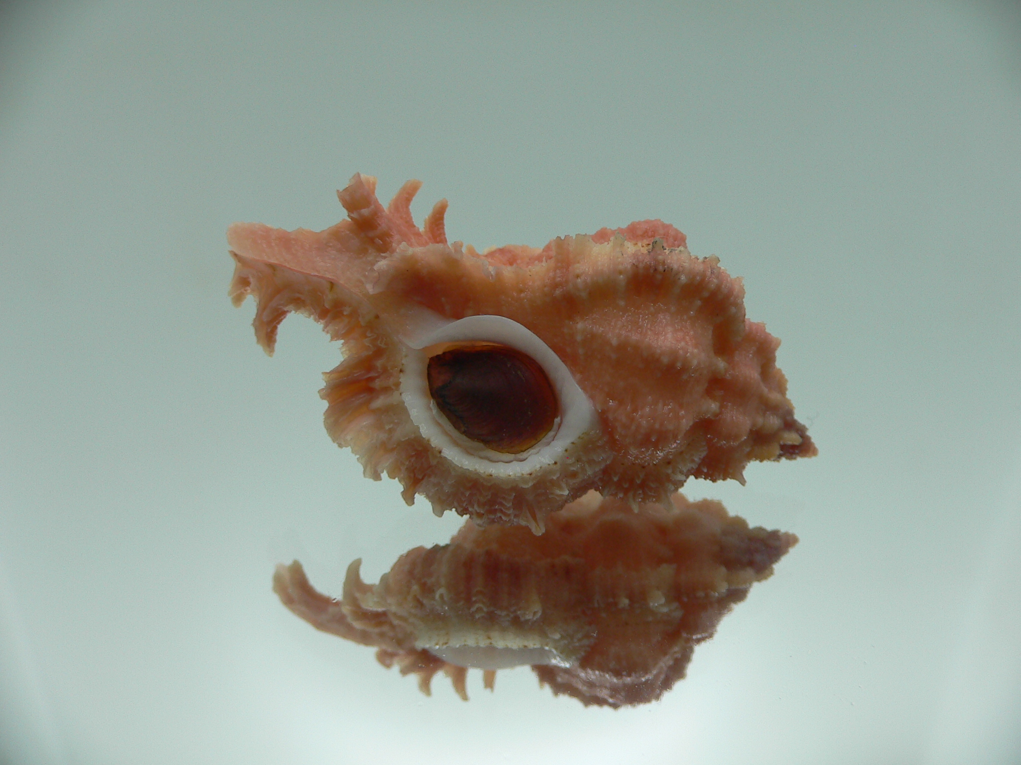 Chicomurex gloriosus PINK