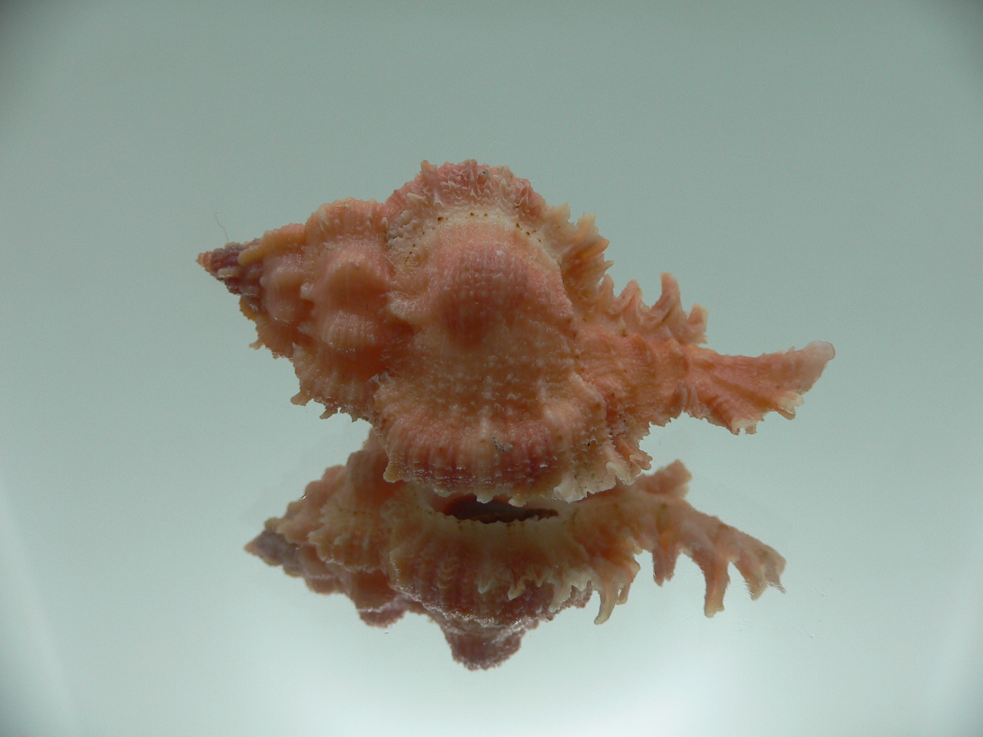 Chicomurex gloriosus PINK