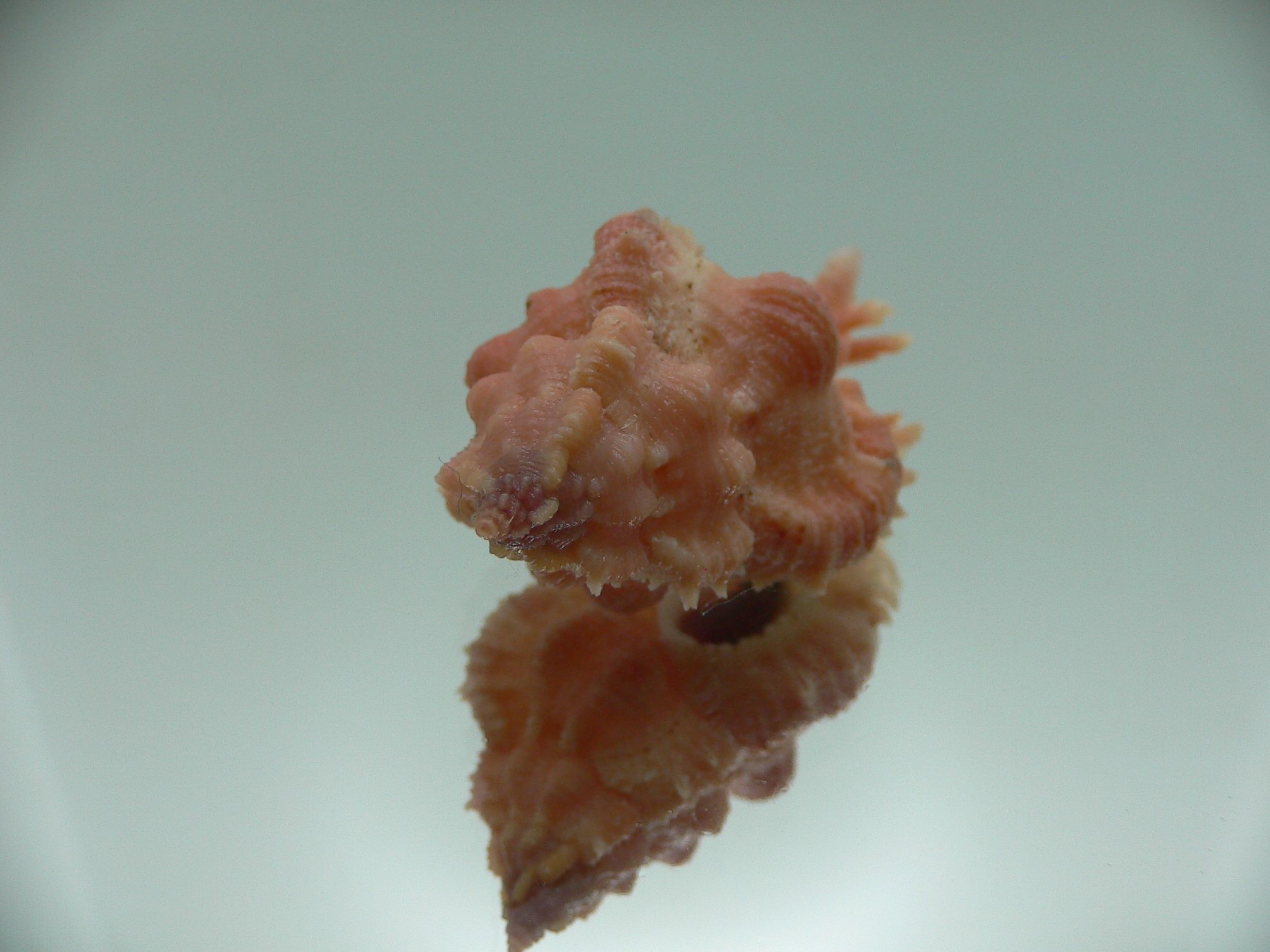 Chicomurex gloriosus PINK