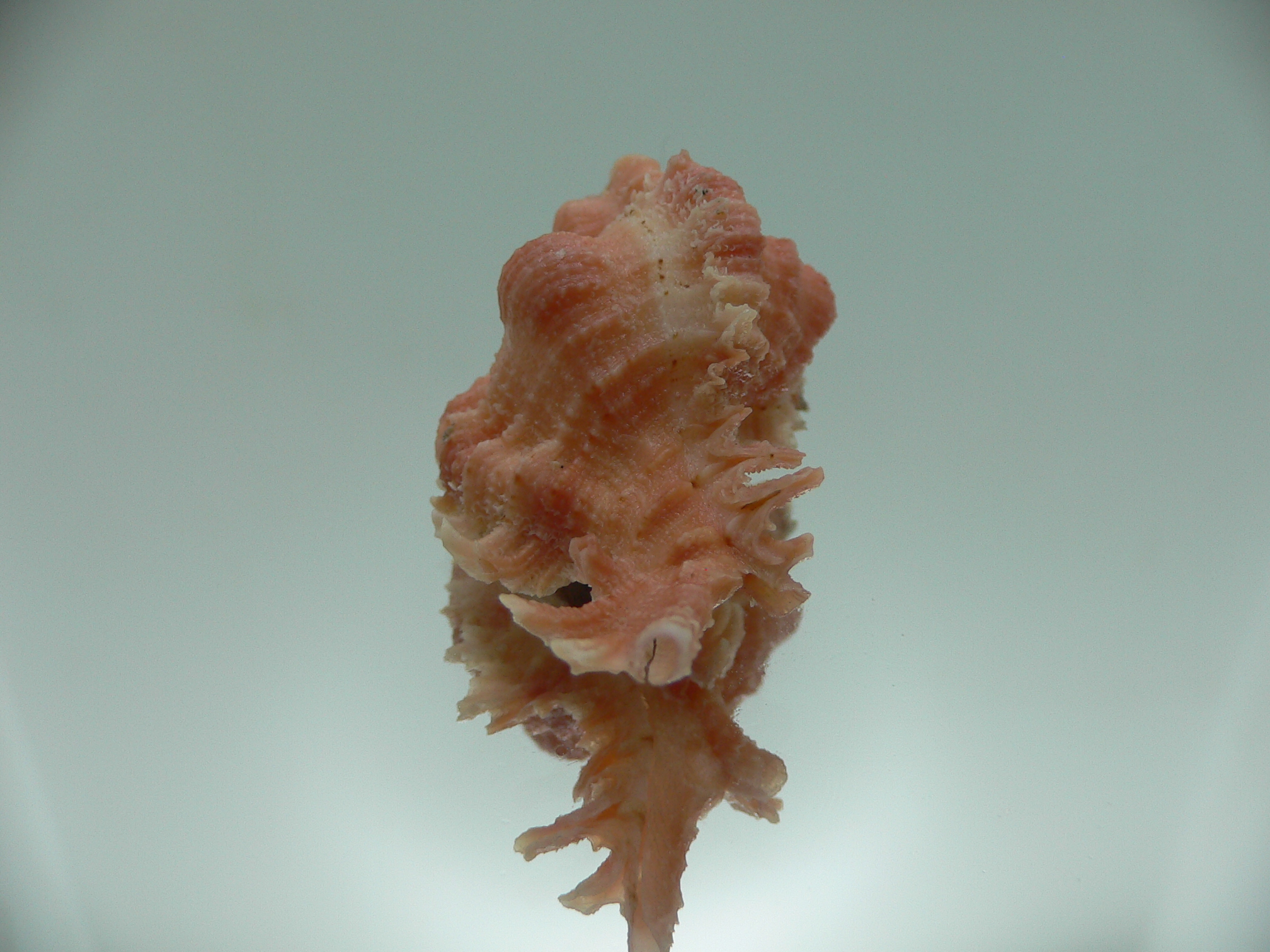 Chicomurex gloriosus PINK