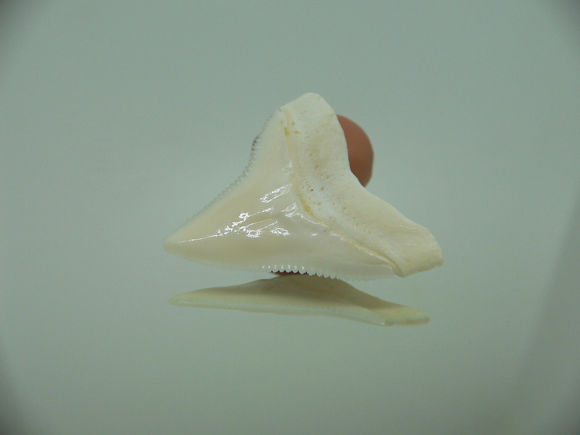 Carcharhinus leucas Зуб БЫЧЬЕЙ акулы 3