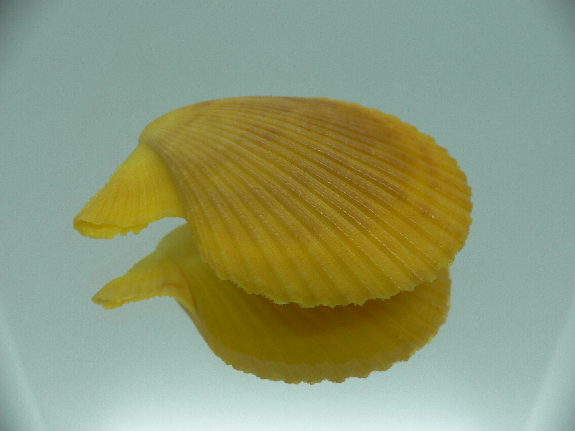 Mimachlamys gloriosa YELLOW