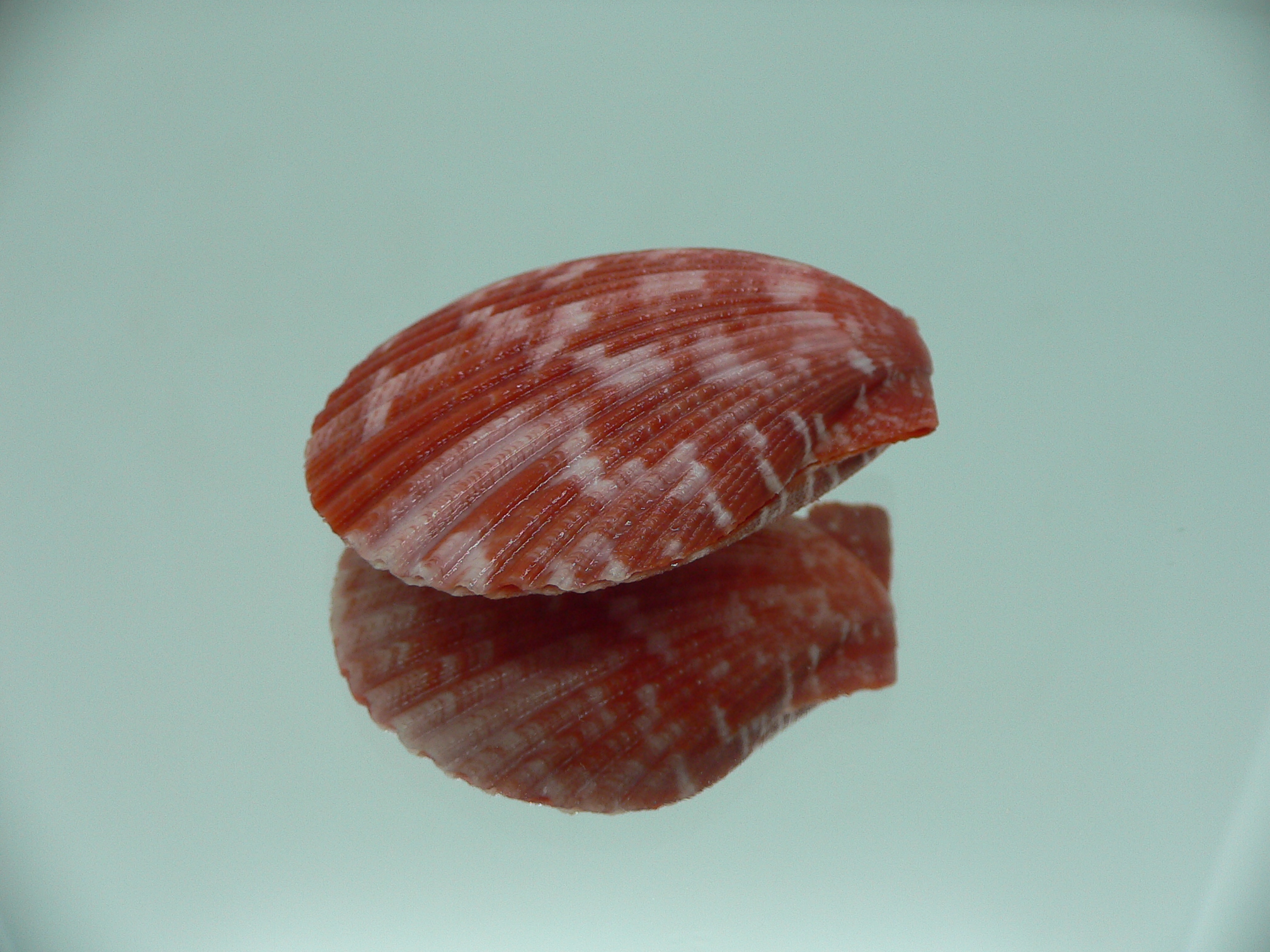Mimachlamys gloriosa RED