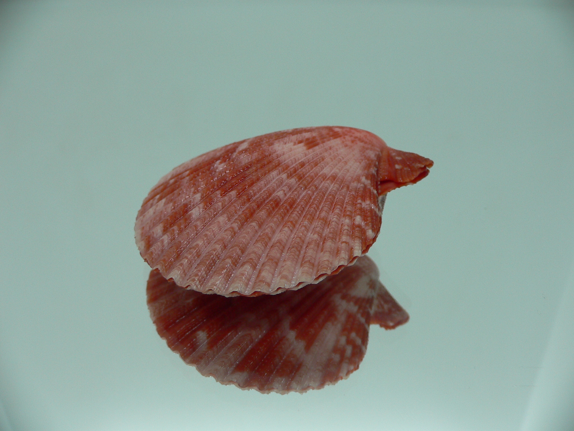 Mimachlamys gloriosa RED
