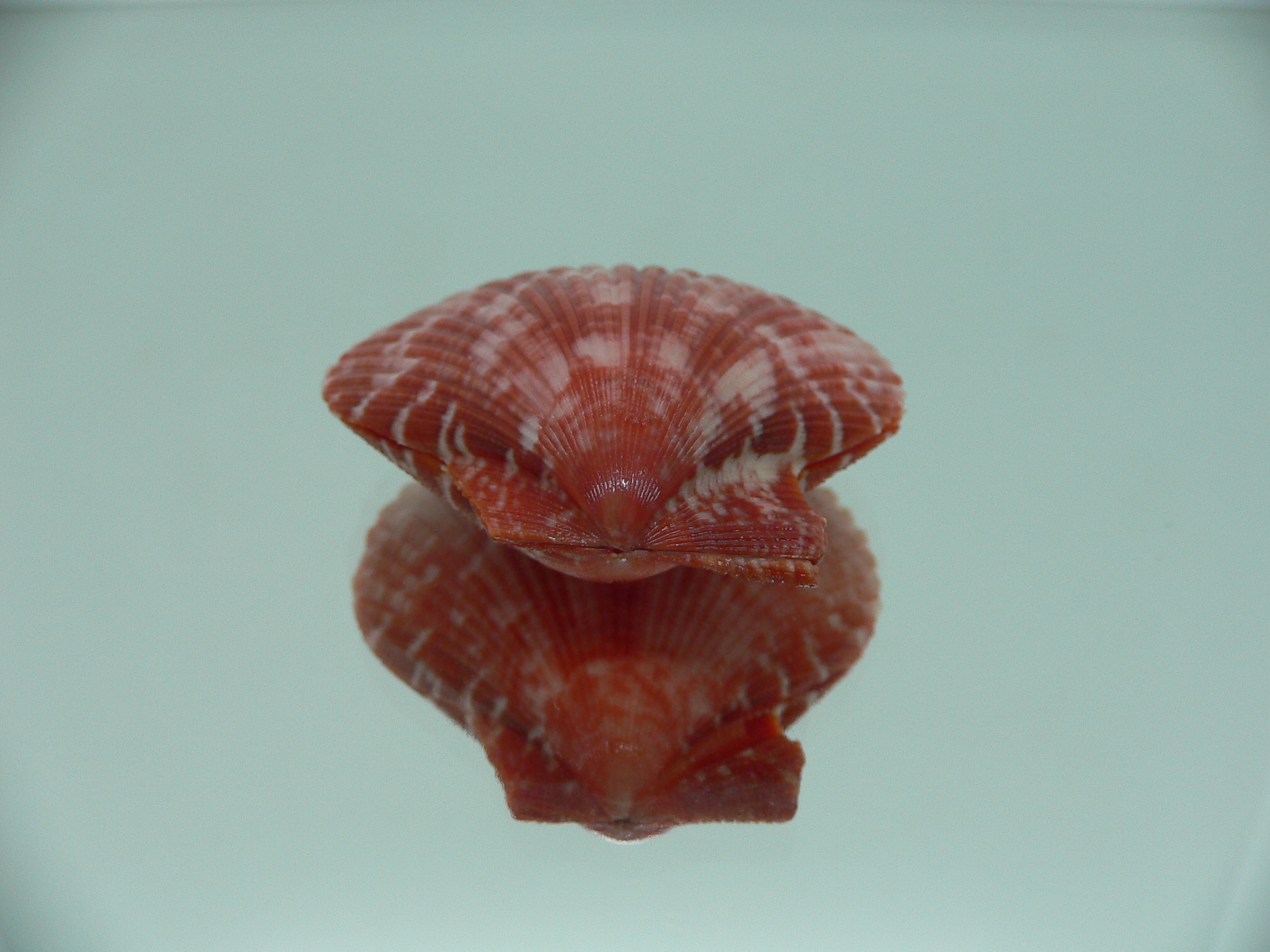 Mimachlamys gloriosa RED