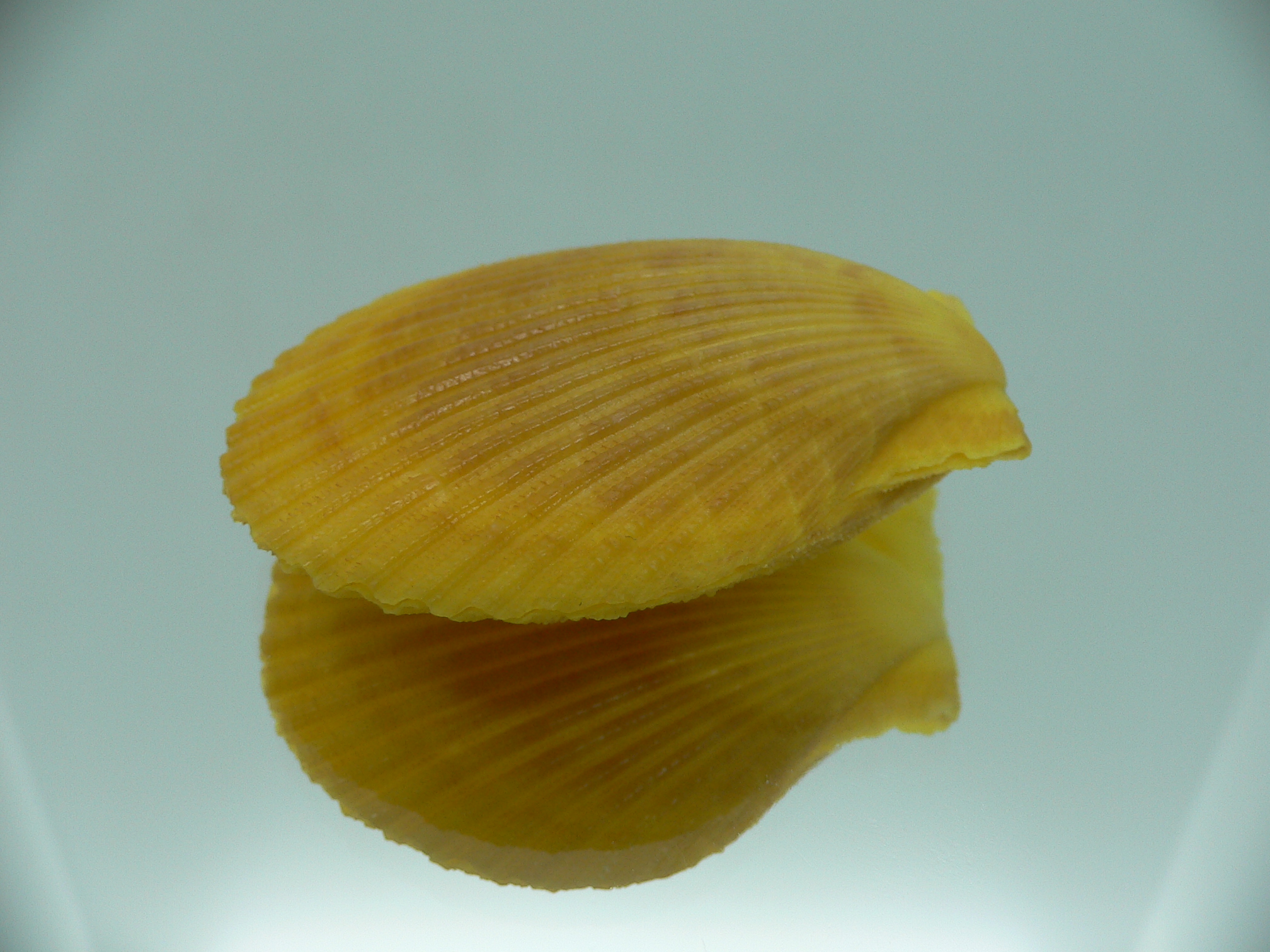 Mimachlamys gloriosa YELLOW