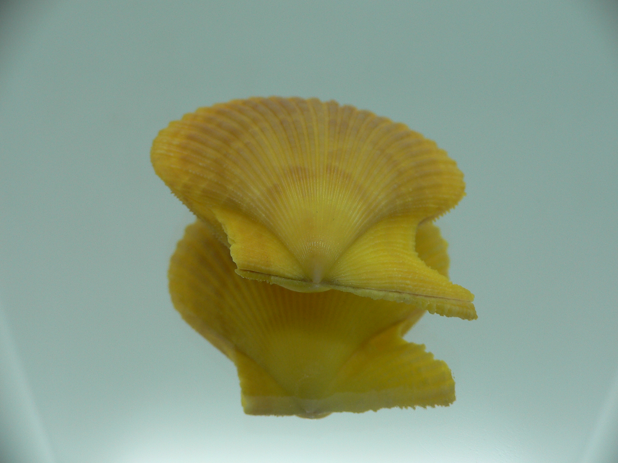 Mimachlamys gloriosa YELLOW