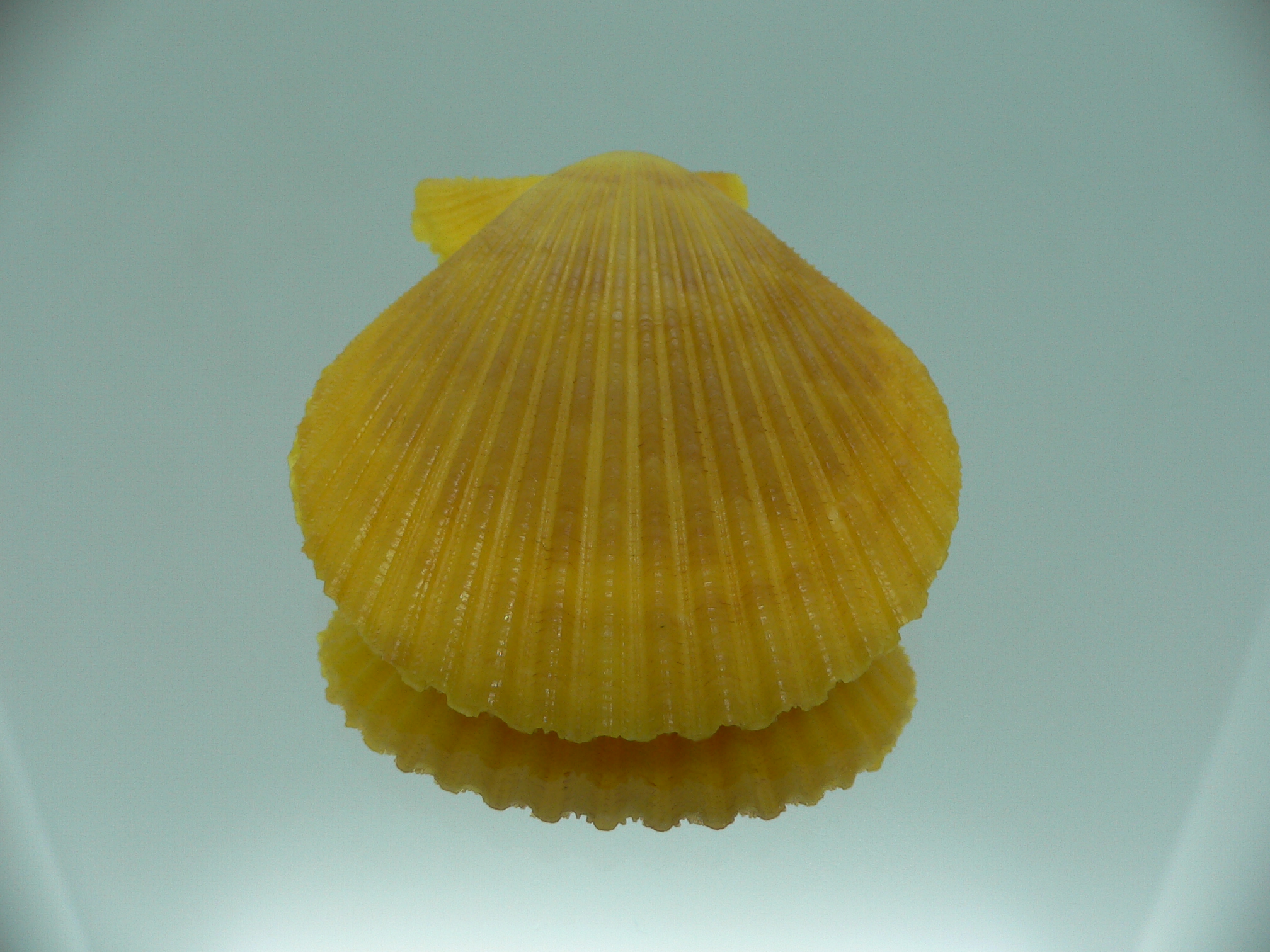 Mimachlamys gloriosa YELLOW