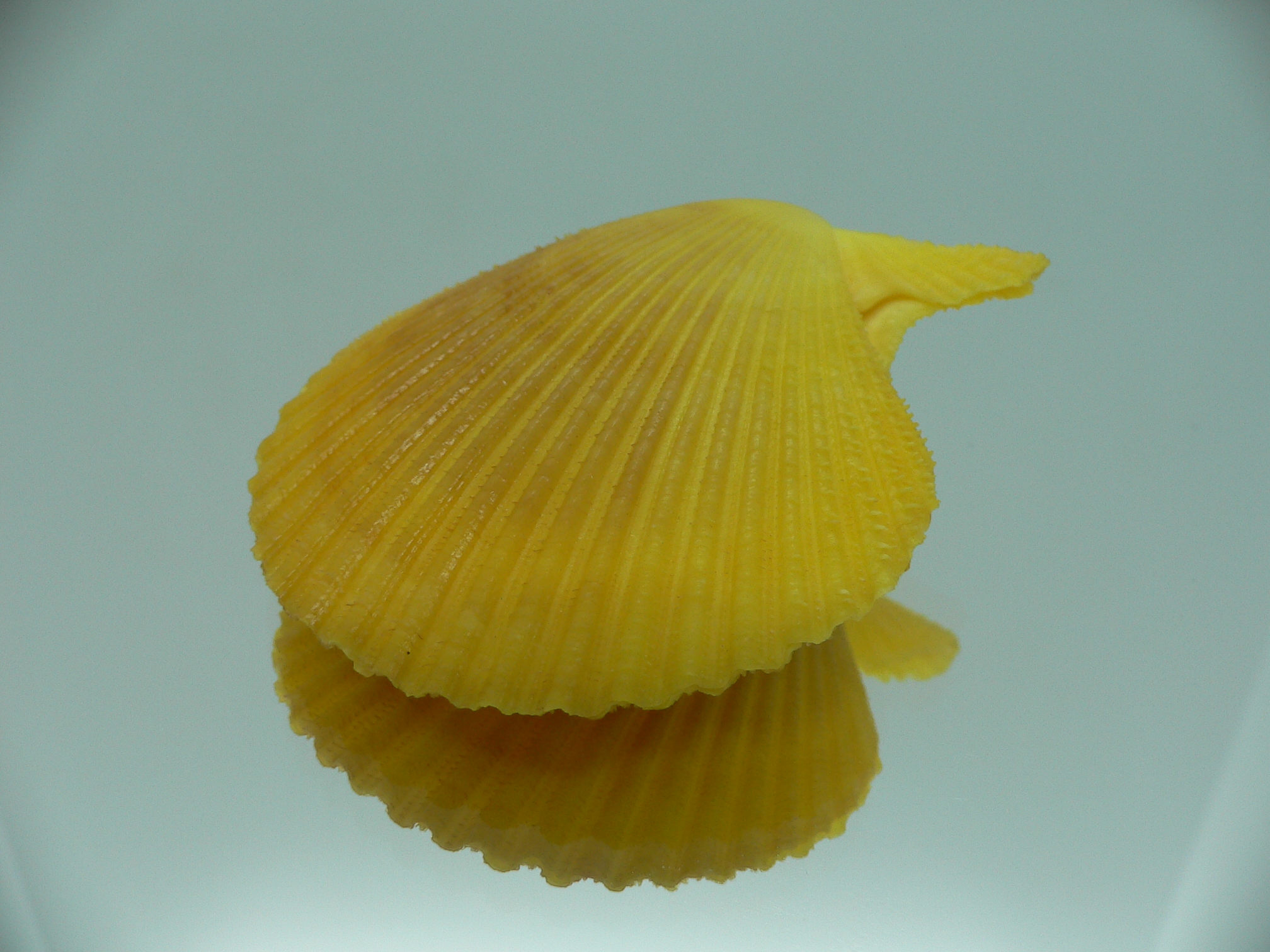Mimachlamys gloriosa YELLOW