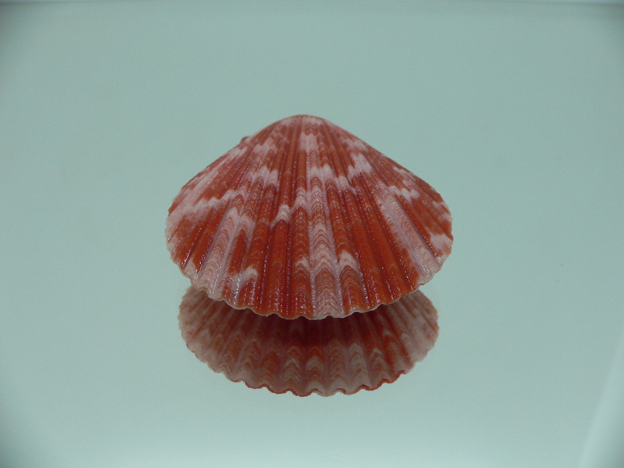 Mimachlamys gloriosa RED