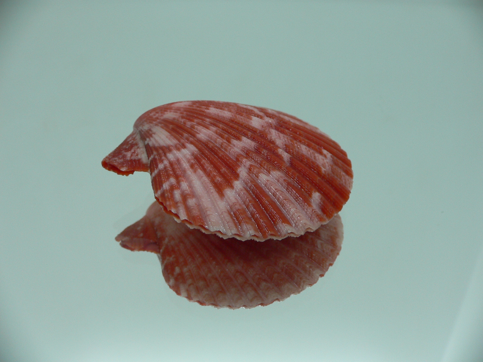 Mimachlamys gloriosa RED