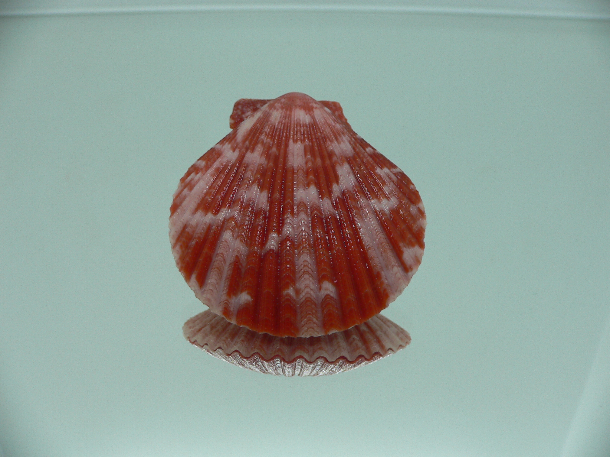 Mimachlamys gloriosa RED