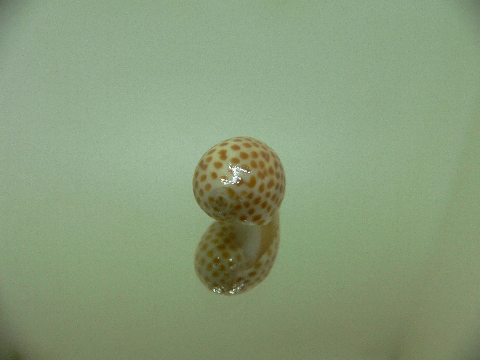 Persicula persicula