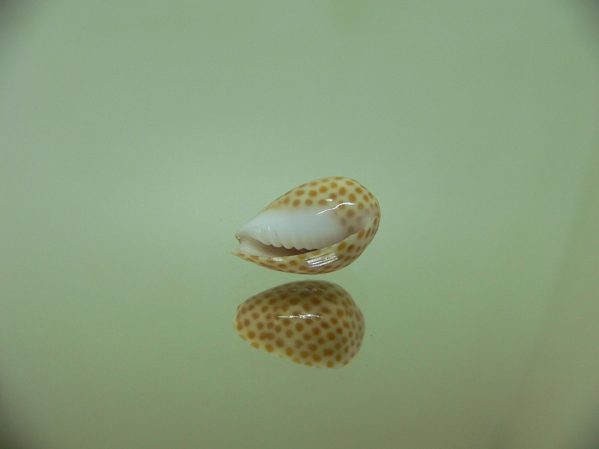 Persicula persicula