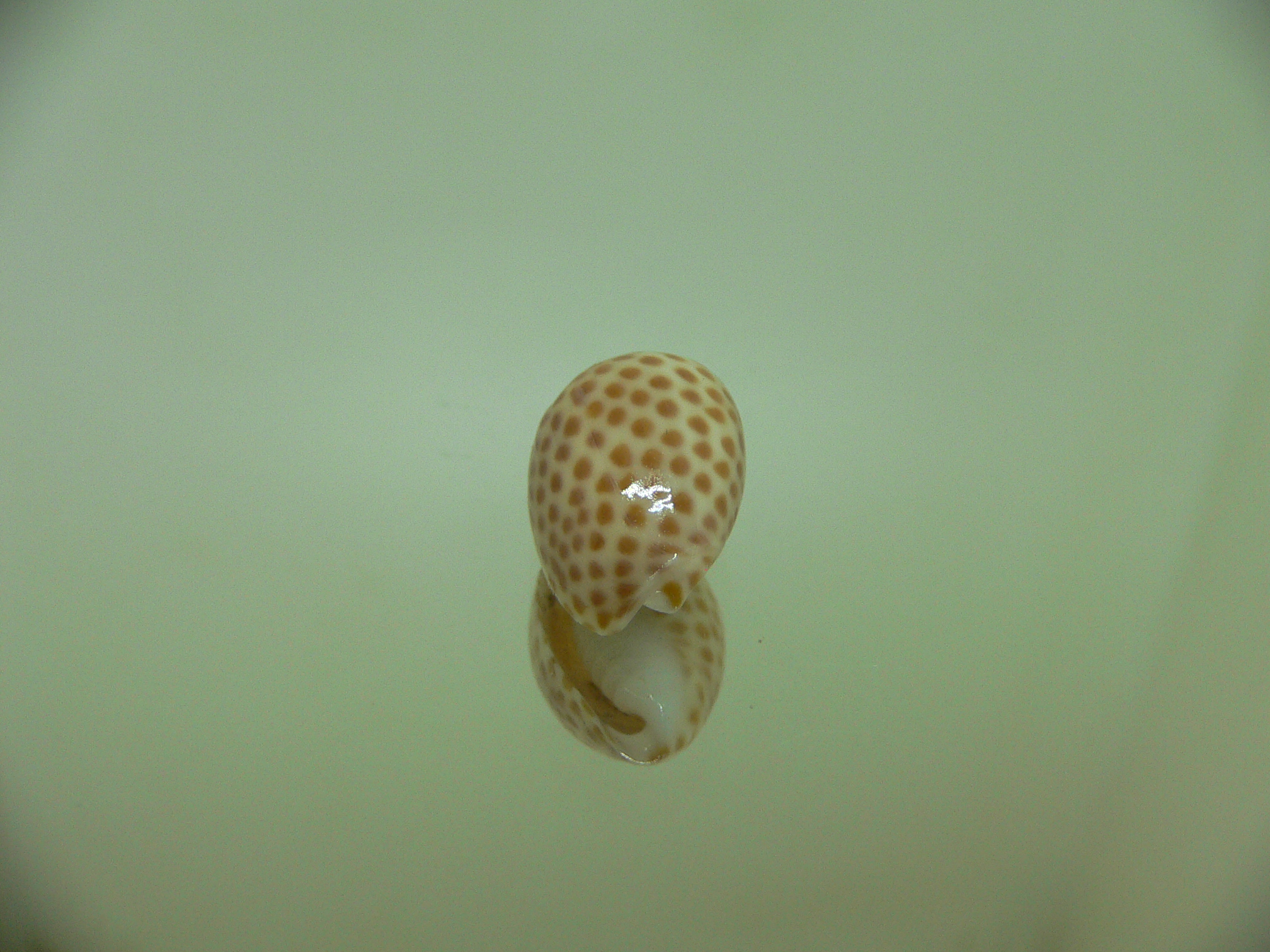 Persicula persicula