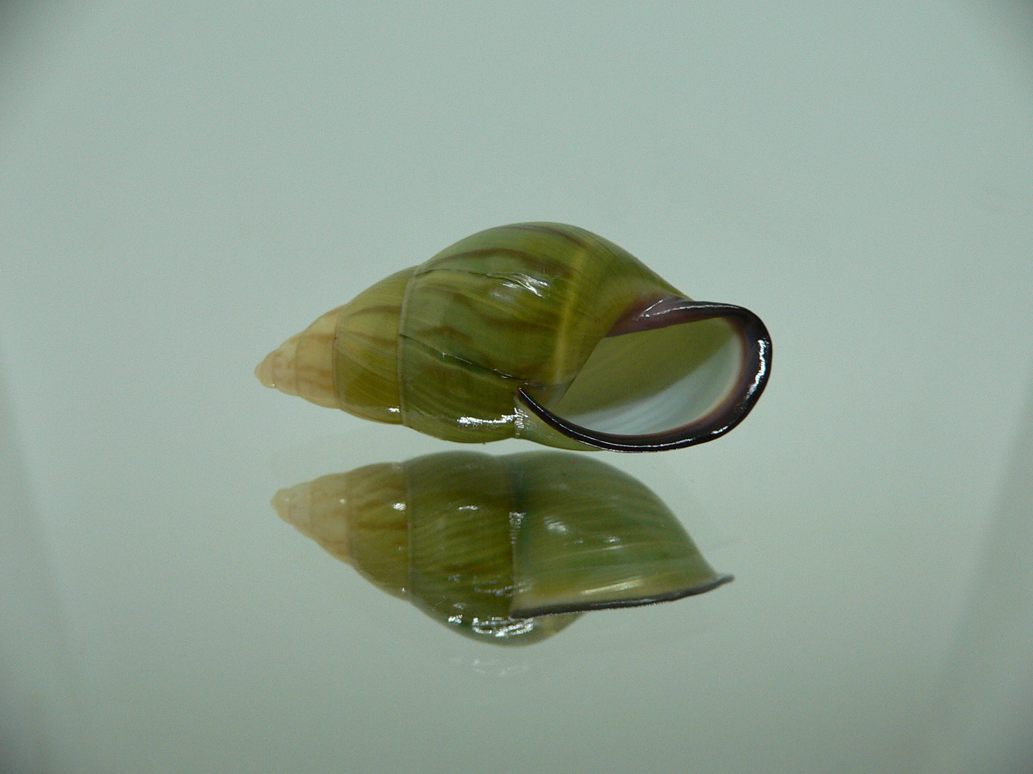 Amphidromus christabaerae IDEAL & BICOLOR
