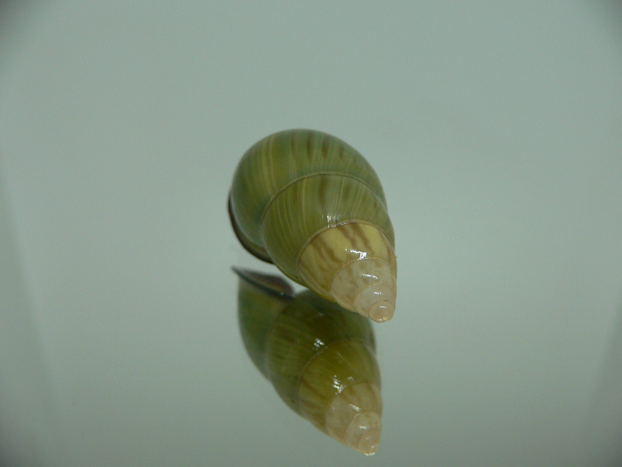 Amphidromus christabaerae IDEAL & BICOLOR